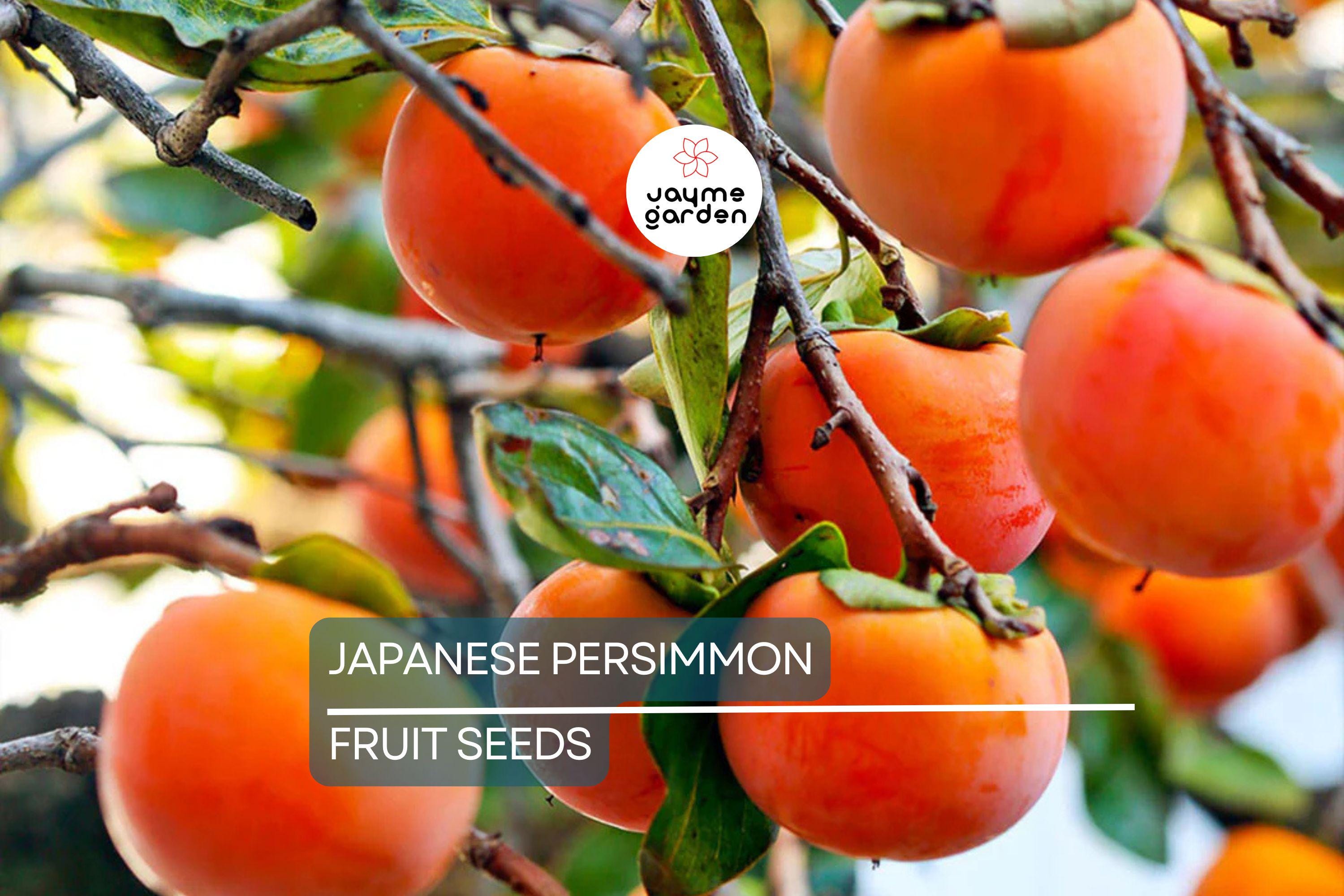 10 Japanese Persimmon Tree Seeds - Diospyros kaki - Hardy Fruit Tree 20-30ft - Fall Color