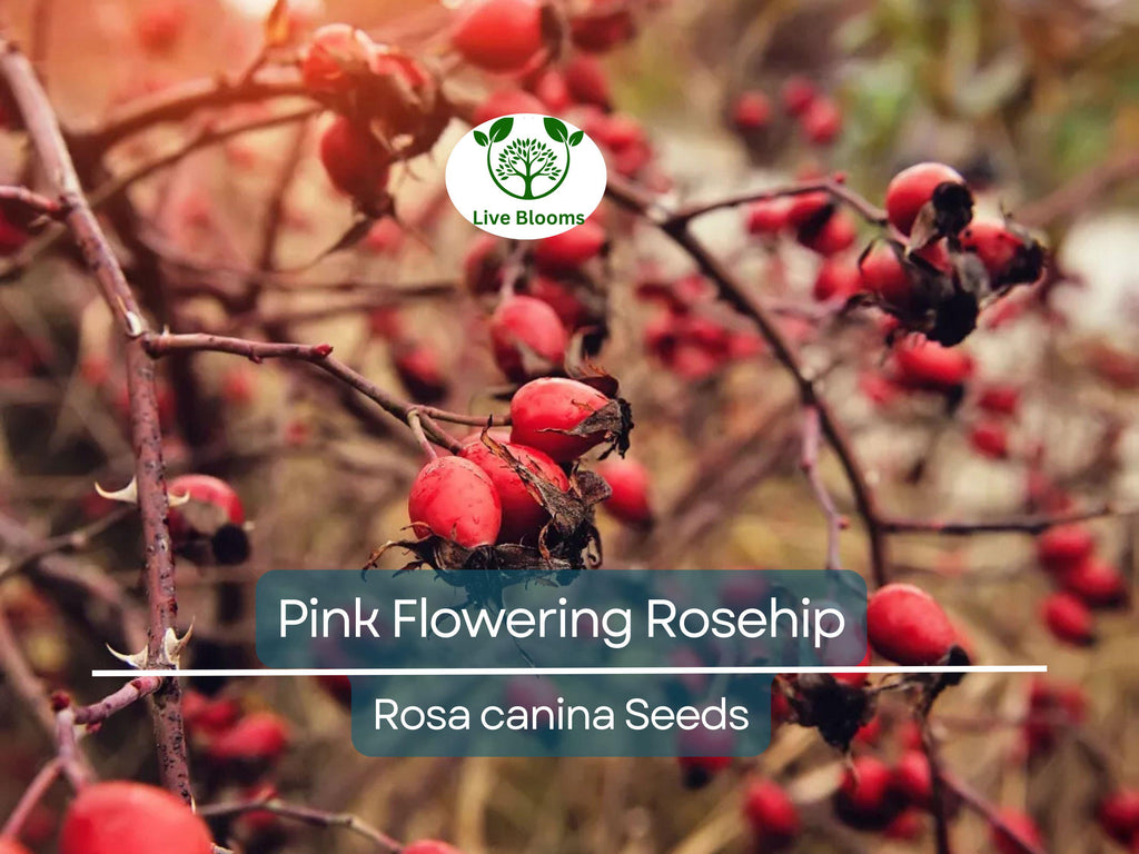 35 Rosa Canina Seeds - Pink Flowering Rosehip Rose Bush (Rosa canina) - Hardy, Fragrant, Perennial, Ideal for Gardens, Hips for Tea & Jam