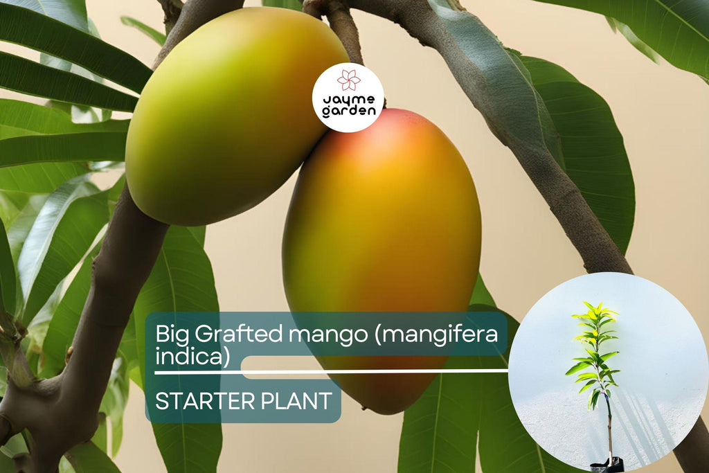 Big Grafted Colombo Kidney Mango (Mangifera indica) Live Tropical Fruit Tree 3'-4' | Sweet, Unique Mangoes | Easy to Grow Starter Plant