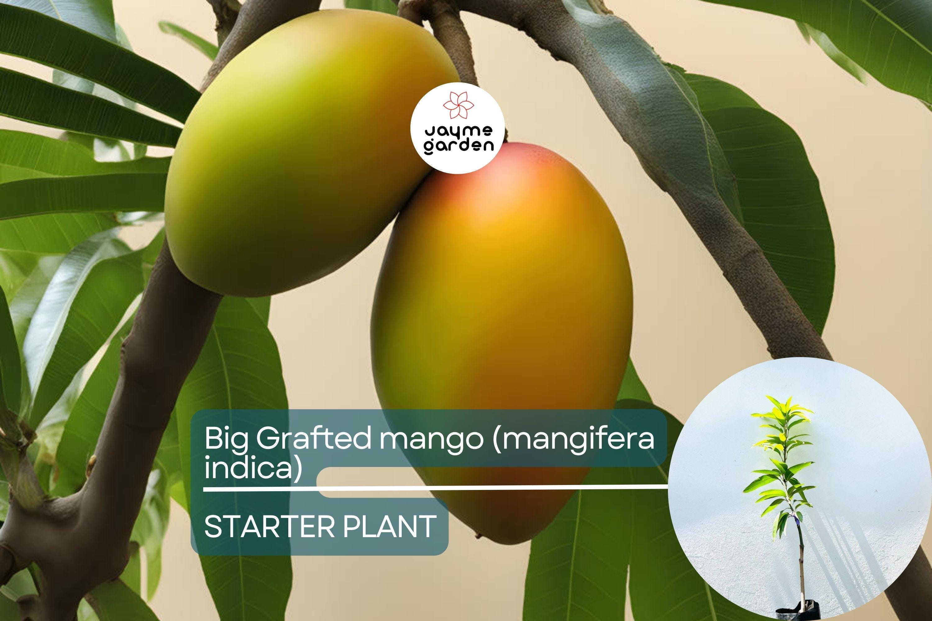 Big Grafted Colombo Kidney Mango (Mangifera indica) Live Tropical Fruit Tree 3'-4' | Sweet, Unique Mangoes | Easy to Grow Starter Plant
