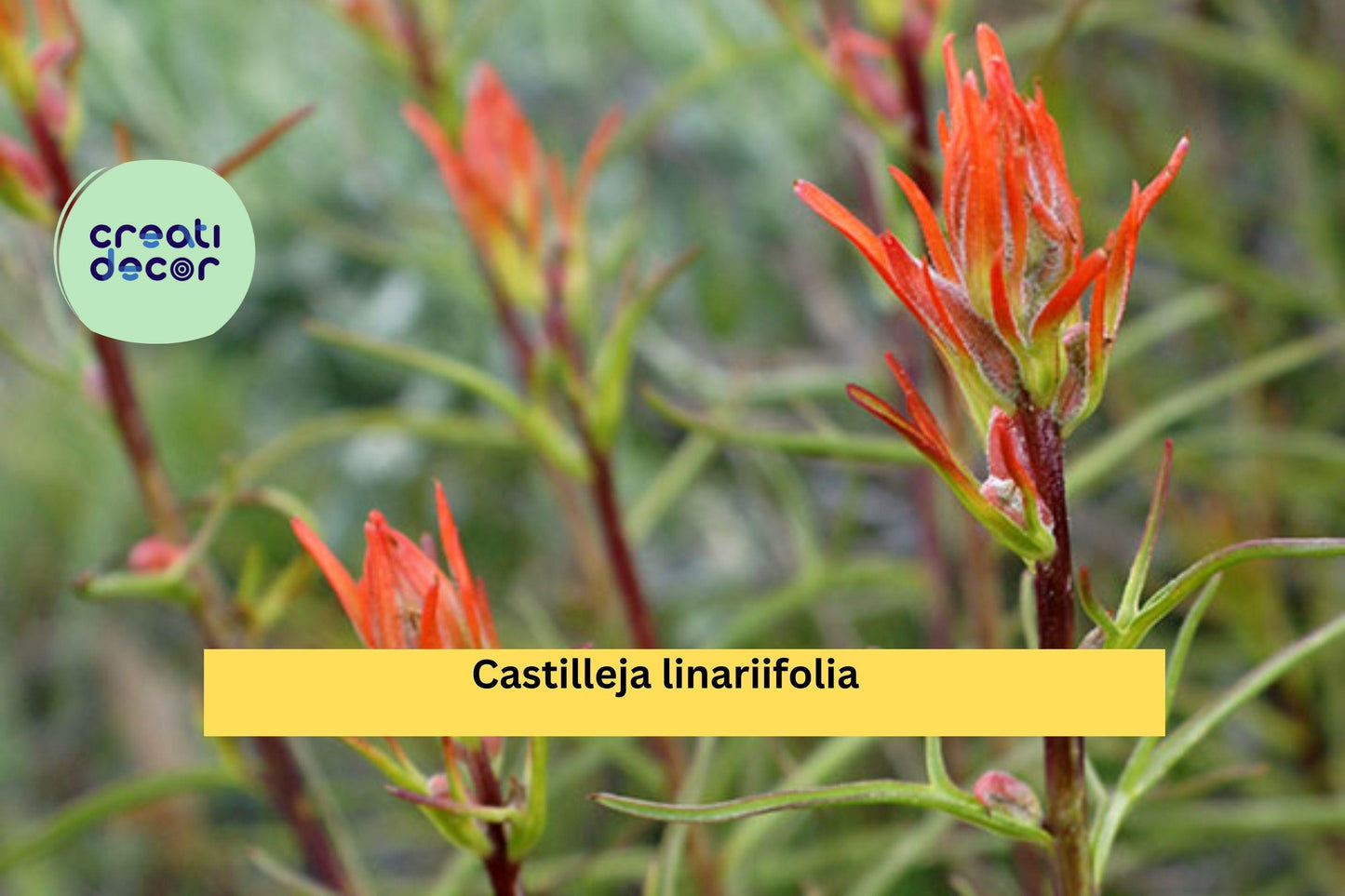 Castilleja linariifolia Seeds (300) – Wyoming Indian Paintbrush, Native Perennial Wildflower, Drought-Tolerant, Pollinator-Friendly