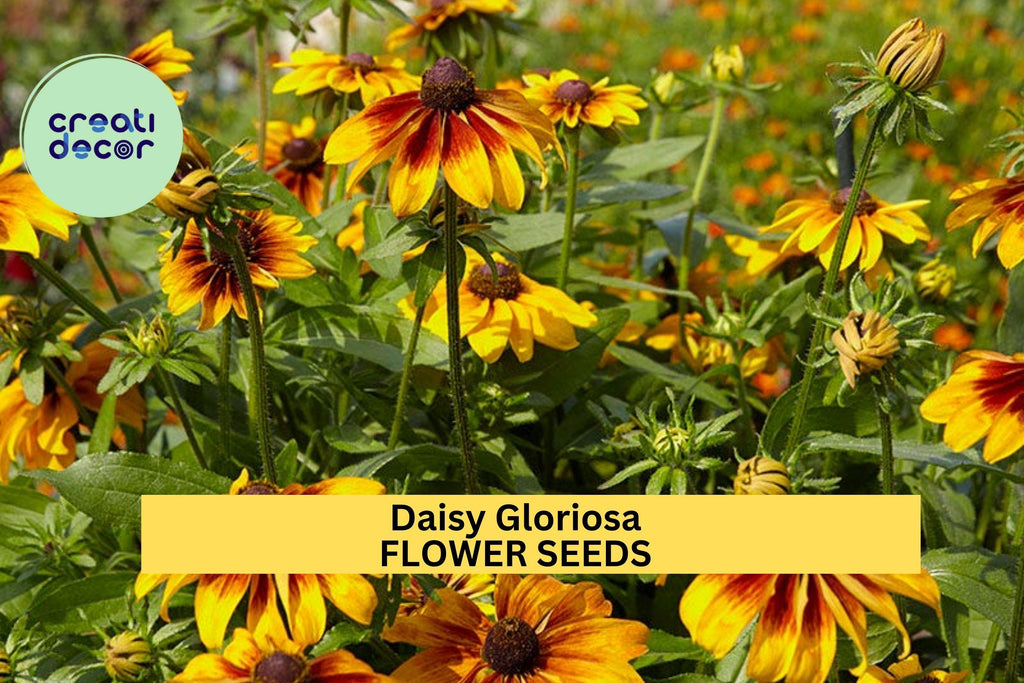 3pcs of 100mg Daisy Gloriosa Seeds – Vibrant Yellow-Red Wildflowers for Sunny Borders & Pollinator Gardens Seeds for Planting