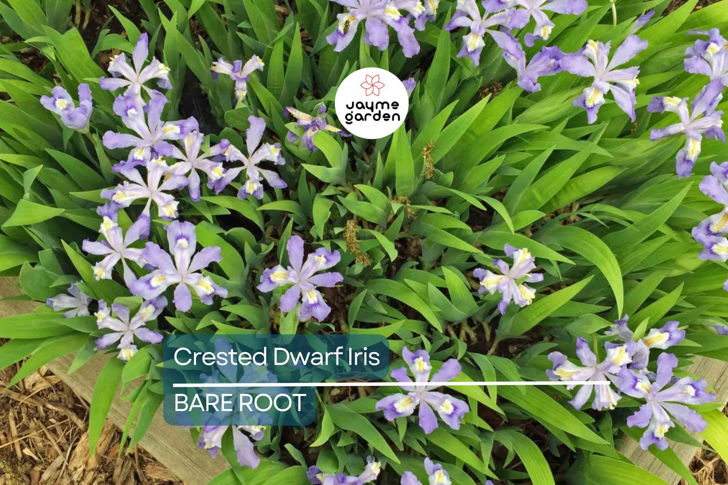 5 Crested Dwarf Iris Bare Root Plants – Organic Wildflower, Shade Perennial, Easy to Grow