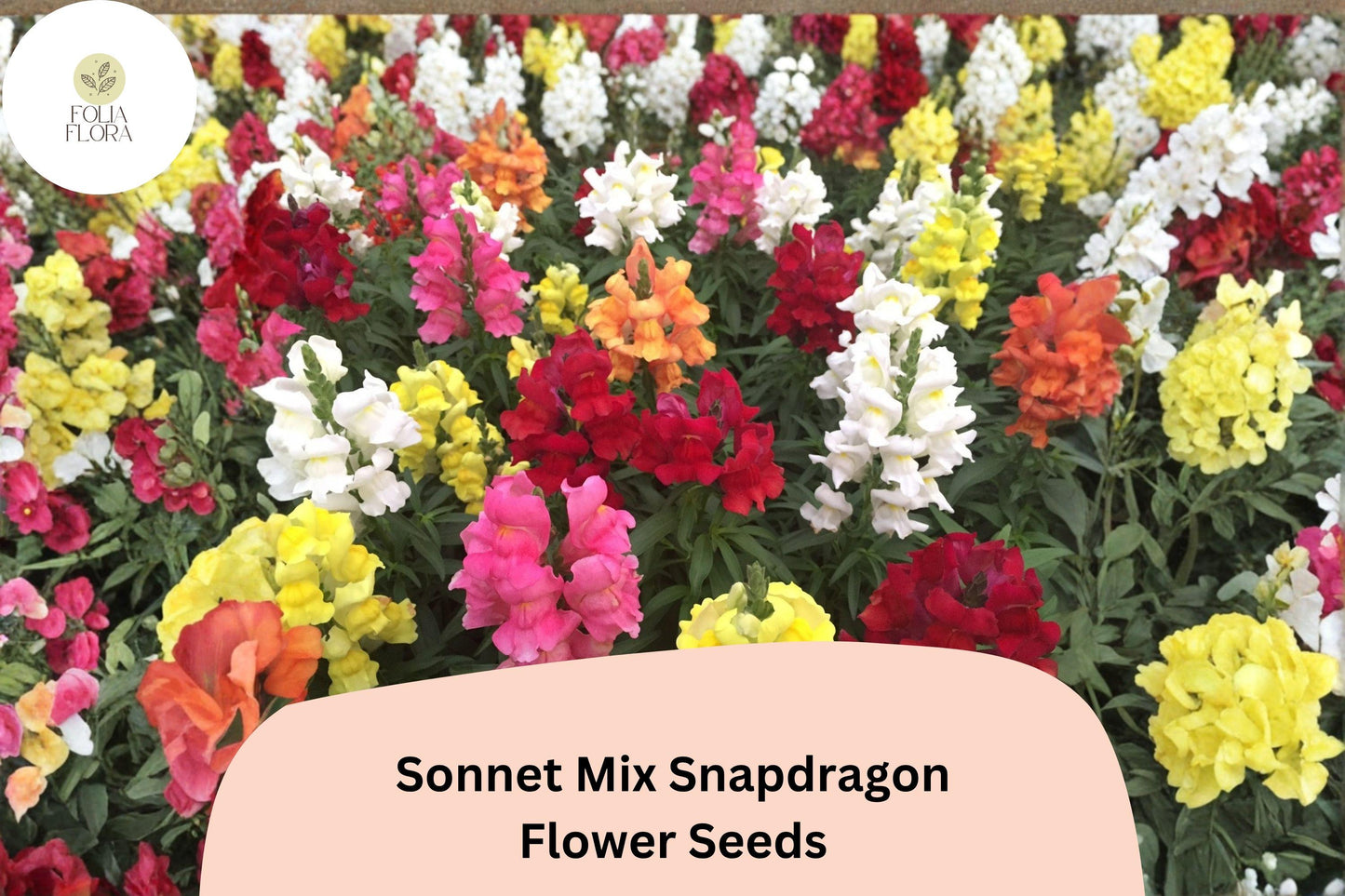 1000+ Sonnet Mix Snapdragon Seeds | Antirrhinum majus | Colorful Garden Flowers for Beds, Borders
