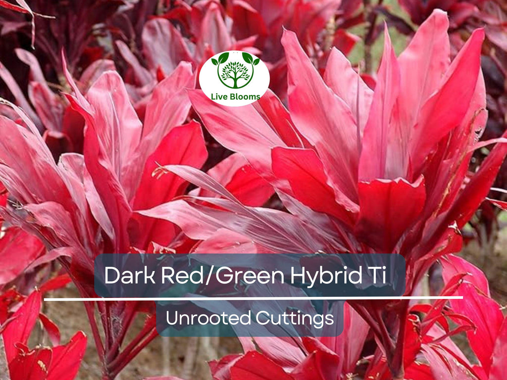 3 Hawaiian Dark Red/Green Hybrid Ti Leaf Fresh Cuttings 6" Starter Logs - Cordyline Fruticosa, Tropical Plant