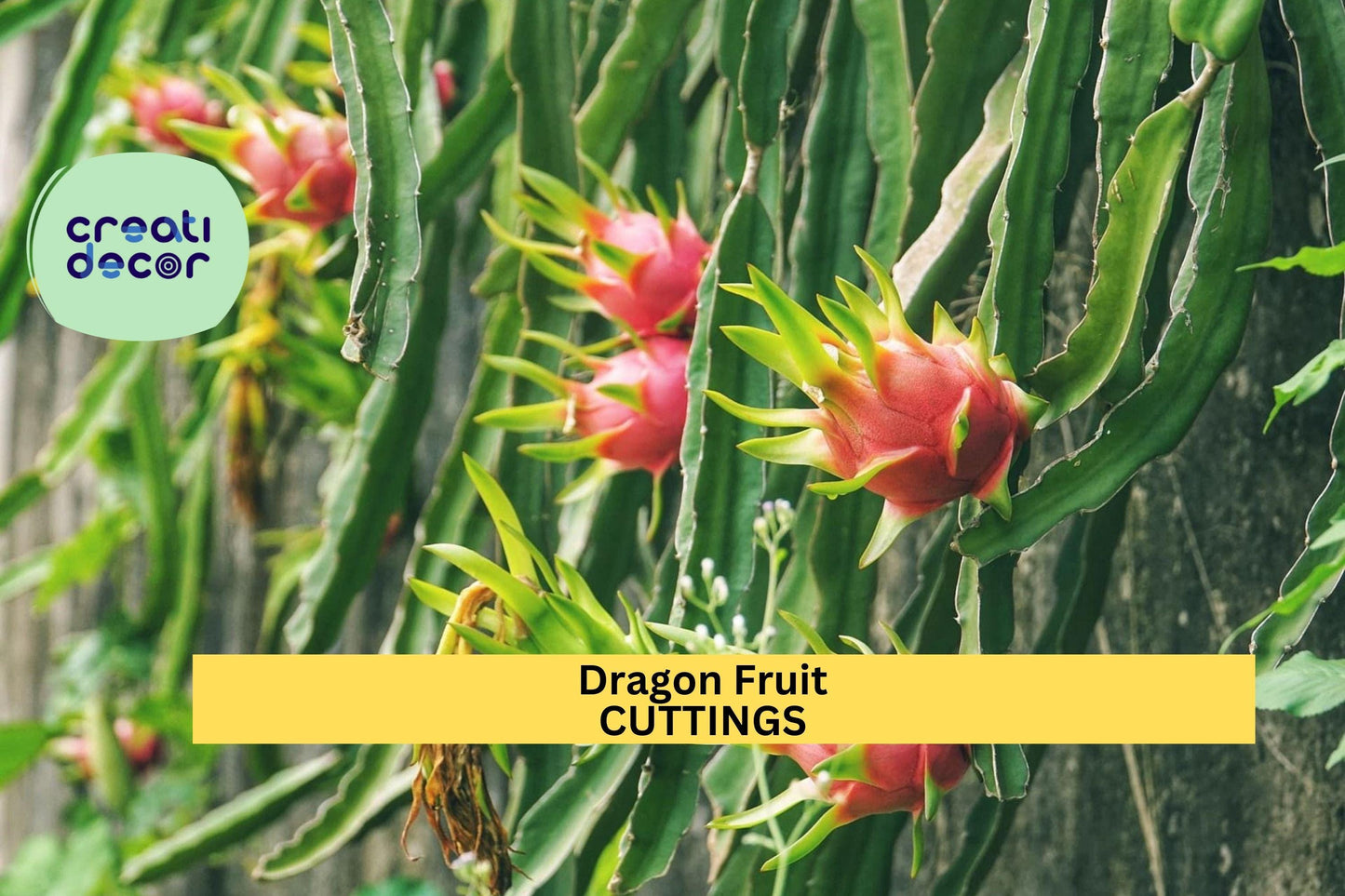 1 Mature Dragon Fruit Cuttings – ‘Orejona’ Variety | Hylocereus undatus Stems for Planting in Pots, Trellises, or Tropical Gardens
