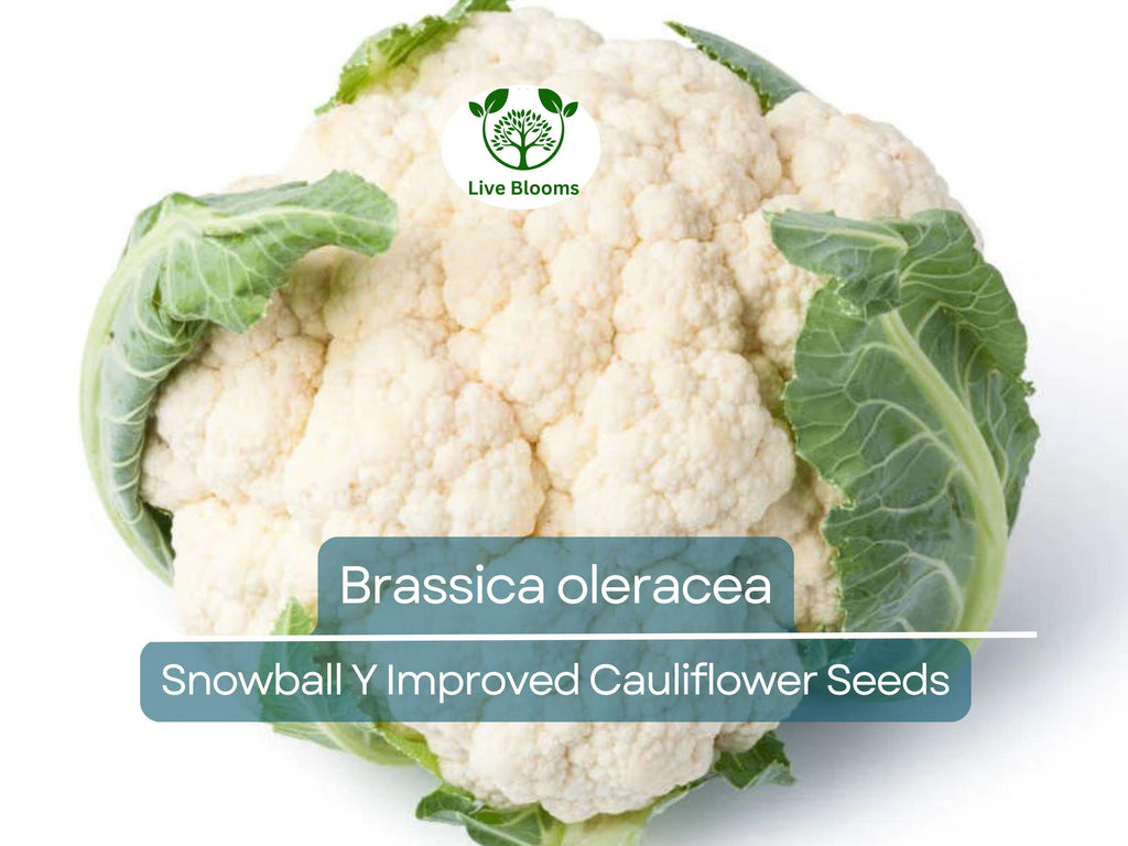 100 Seeds Cauliflower Snowball Y Improved - Brassica oleracea | Heirloom Cauliflower for Planting, Gardening & Crisp, White Harvests