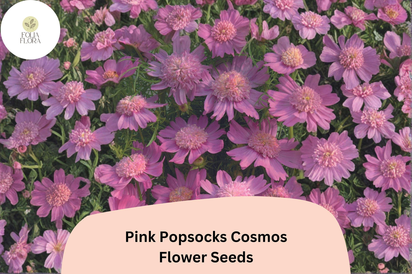 200+ Pink Popsocks Cosmos Seeds | Cosmos Bipinnatus Double Blooms | Garden Flower Seeds for Planting