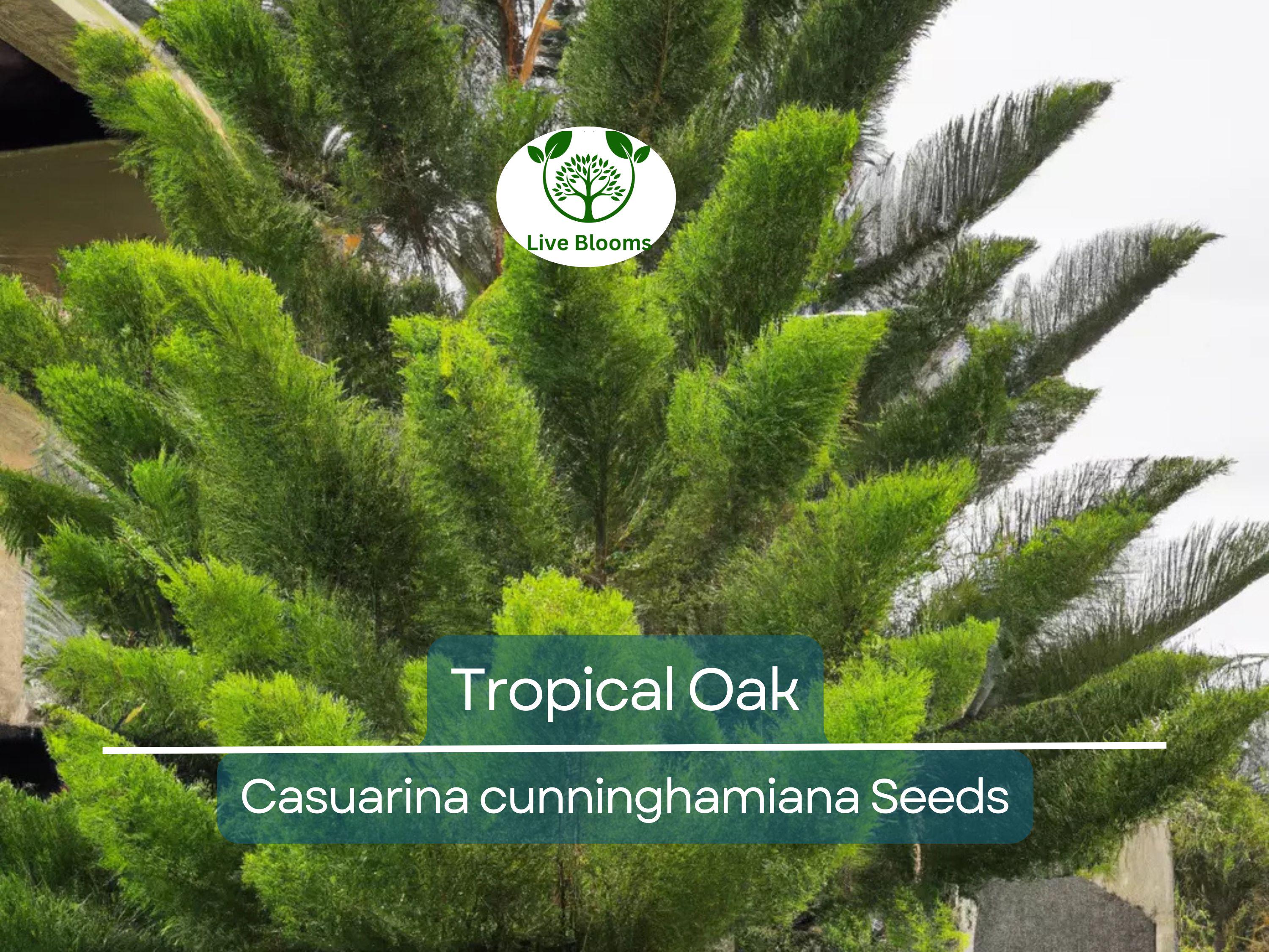 50 Tropical Oak Tree Seeds - Casuarina cunninghamiana, She-Oak, Bonsai, Fast-Growing, Evergreen, Ideal for Garden & Landscaping