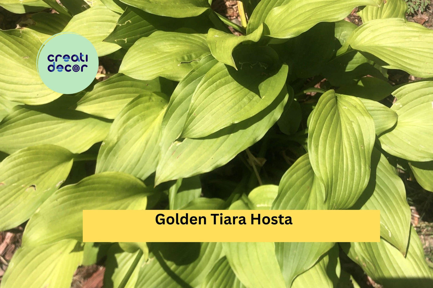 Golden Tiara Hosta Live Plants | 5 Bare Root Shade Perennials | Compact Hostas with Purple Summer Flowers for Outdoor Gardens