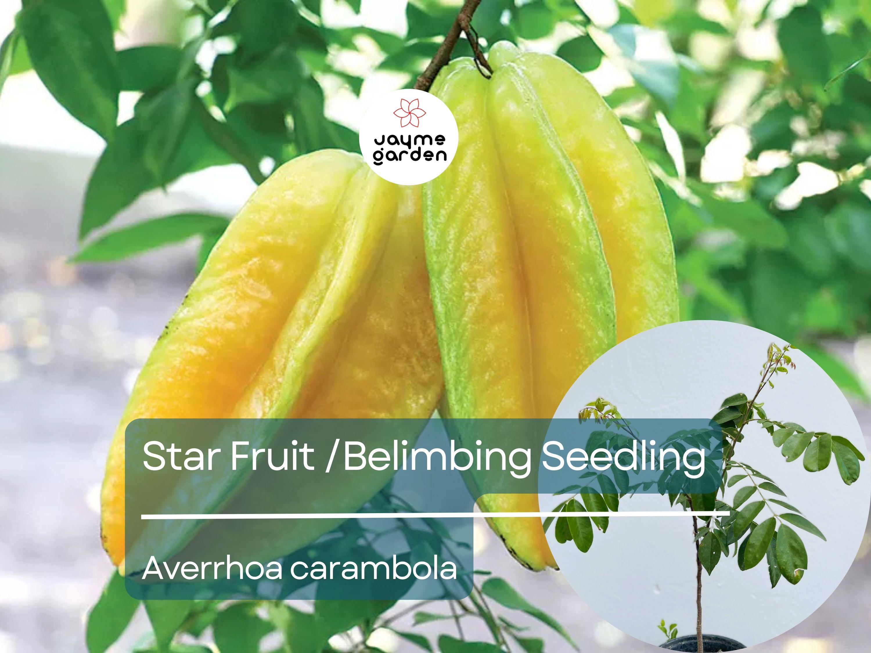 Grafted Star Fruit Seedling Starter Plant (Averrhoa carambola) Live Fruit Tree 24″-36″ - Sweet Tropical Carambola for Garden or Patio