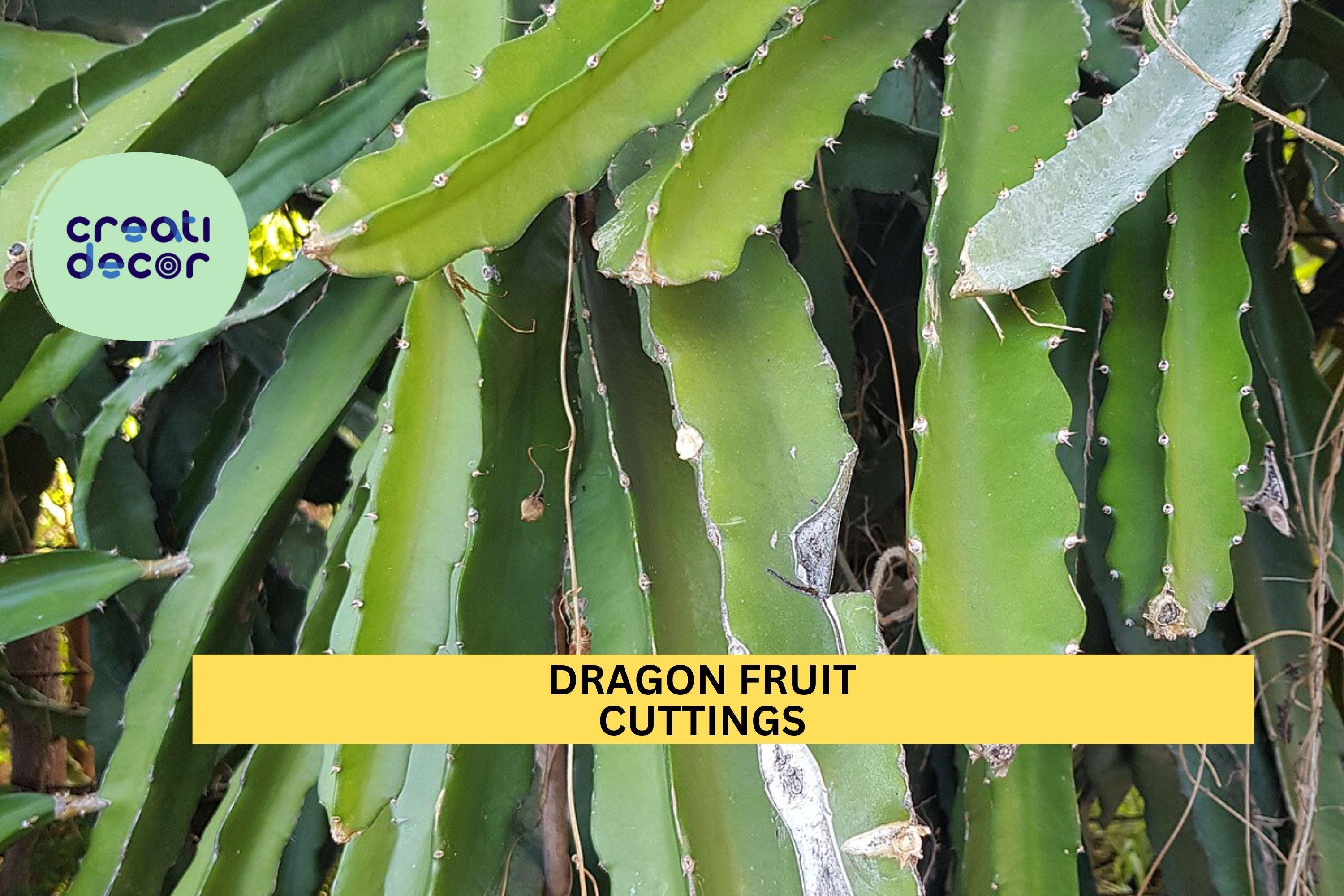 1 Dragon Fruit Cuttings | 8"+ Unrooted Stem | Random Variety | Hylocereus Cactus Starter | Grow Your Own Pitaya Plant | Easy to Root