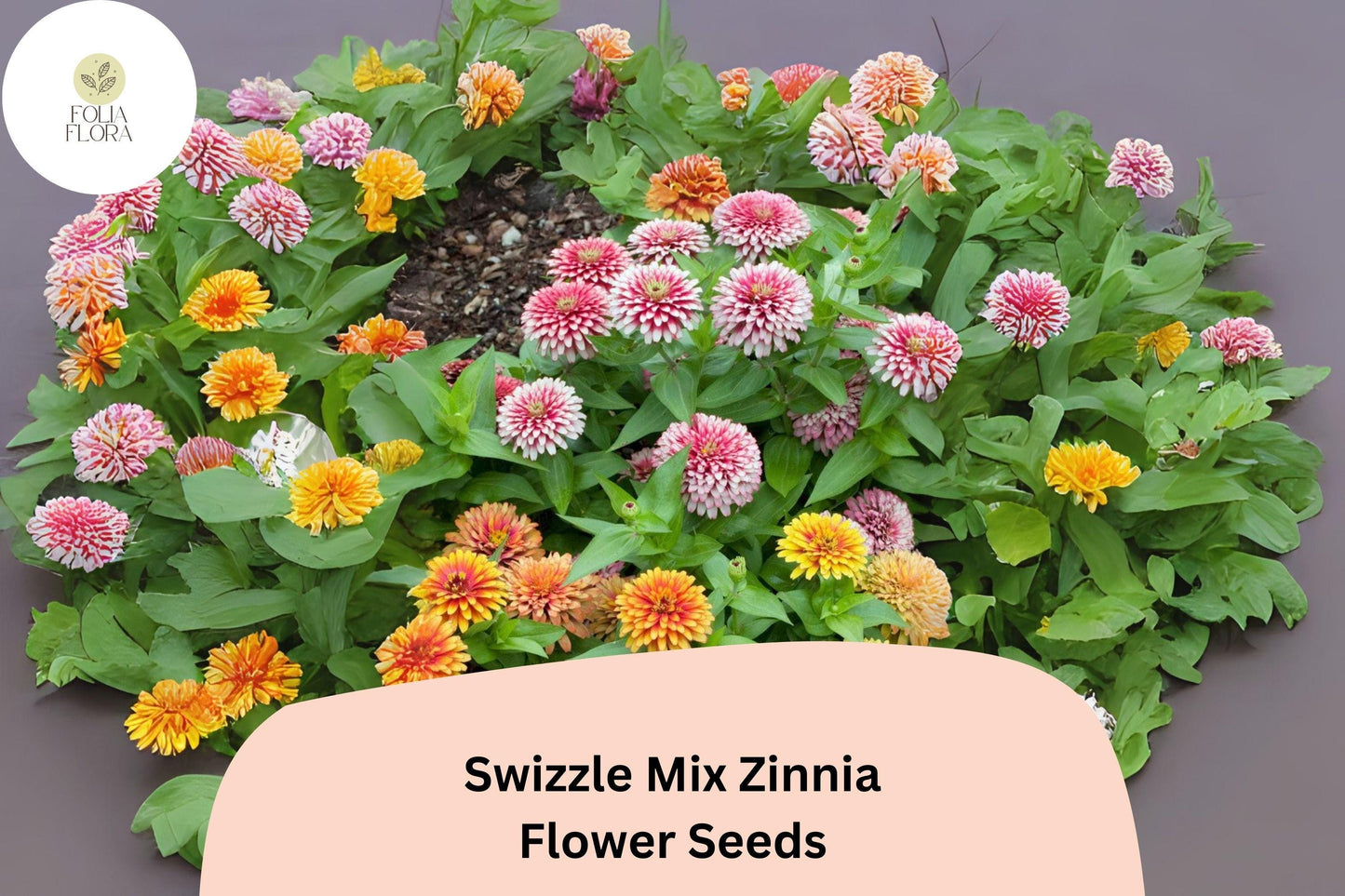 100+ Swizzle Mix Zinnia Seeds | Bright Annual Flower Seeds for Garden Planting | Easy Grow Cut Flowers, Pollinator Friendly