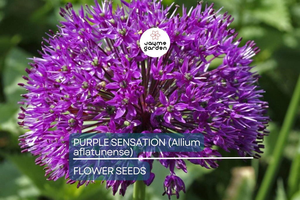 10 Purple Sensation (Allium aflatunense) Seeds – 24-36" Tall, Large 4-6" Flowers, Butterfly Magnet