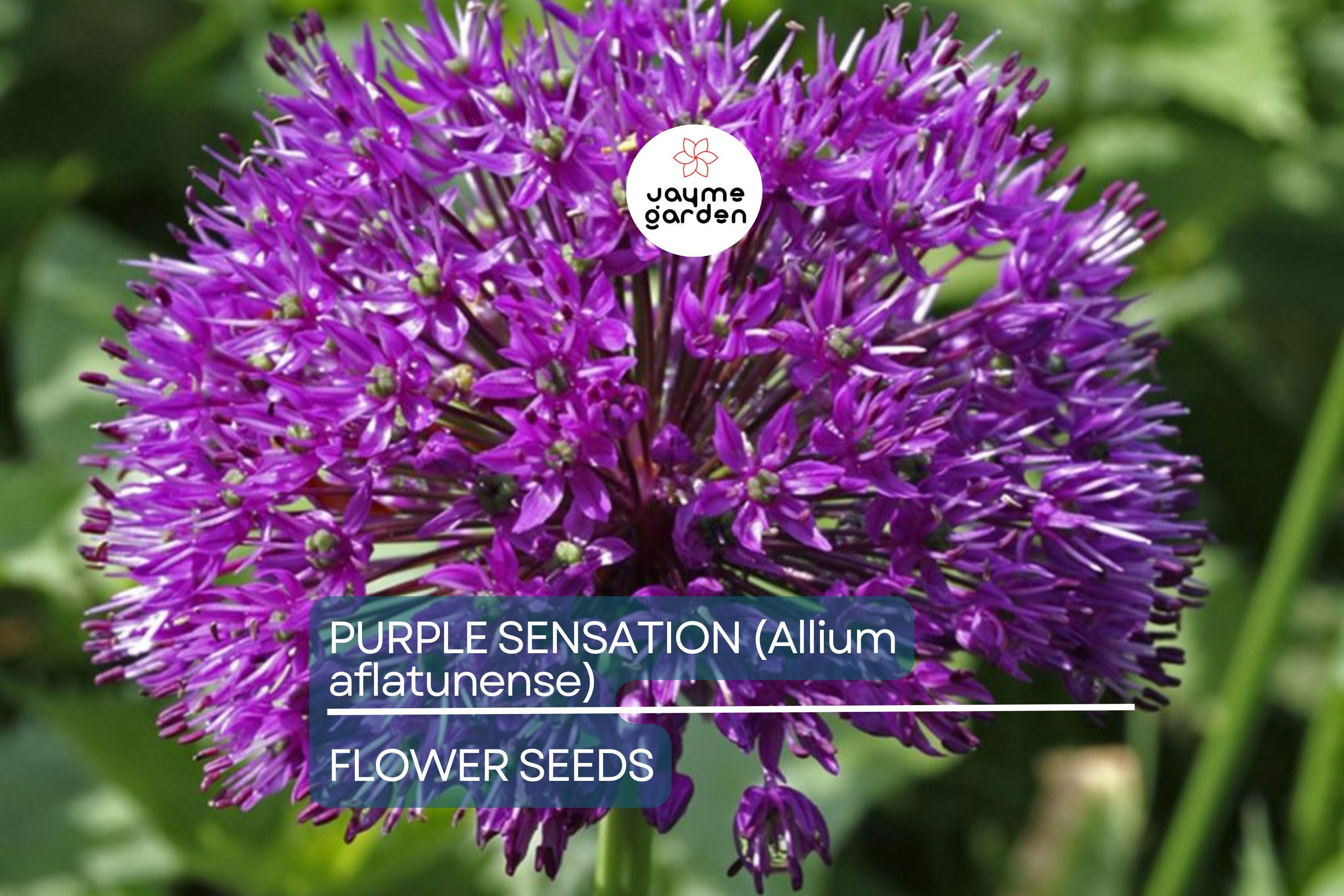 10 Purple Sensation (Allium aflatunense) Seeds – 24-36" Tall, Large 4-6" Flowers, Butterfly Magnet