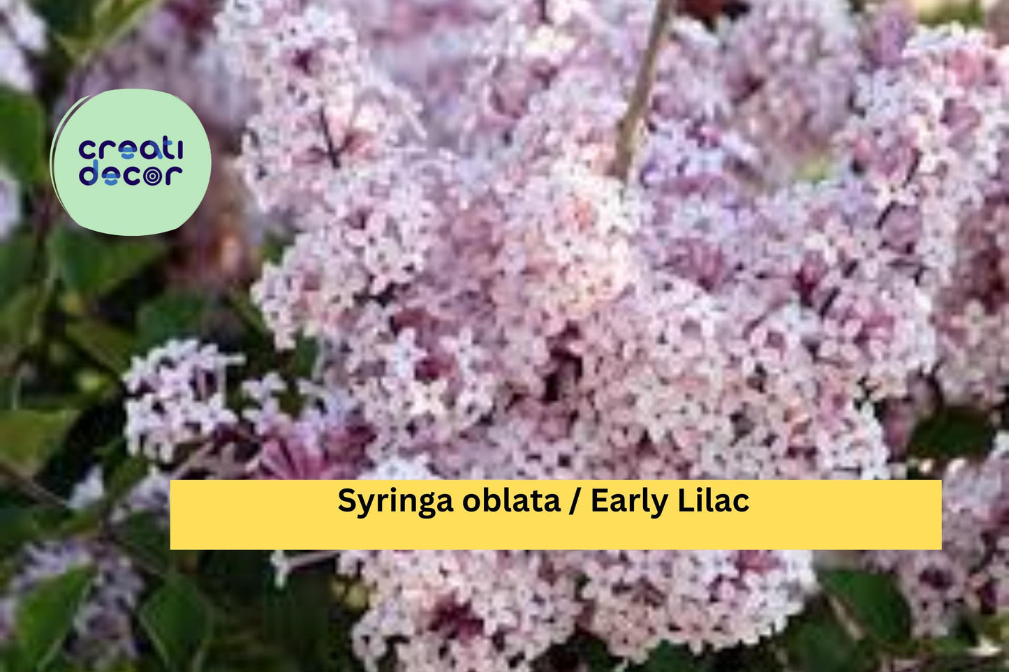 Early Lilac Seeds Syringa oblata 25 Count Fragrant Purple Flower Garden Shrub Seeds