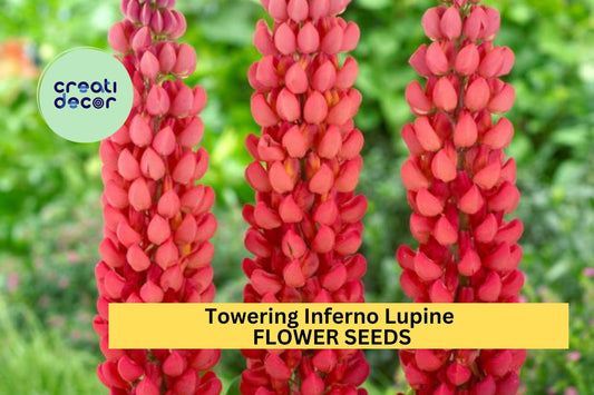 25+ Towering Inferno Lupine Seeds – Fiery Red-Orange Spikes for Garden Planting, Bold Pollinator-Friendly Perennials – USA
