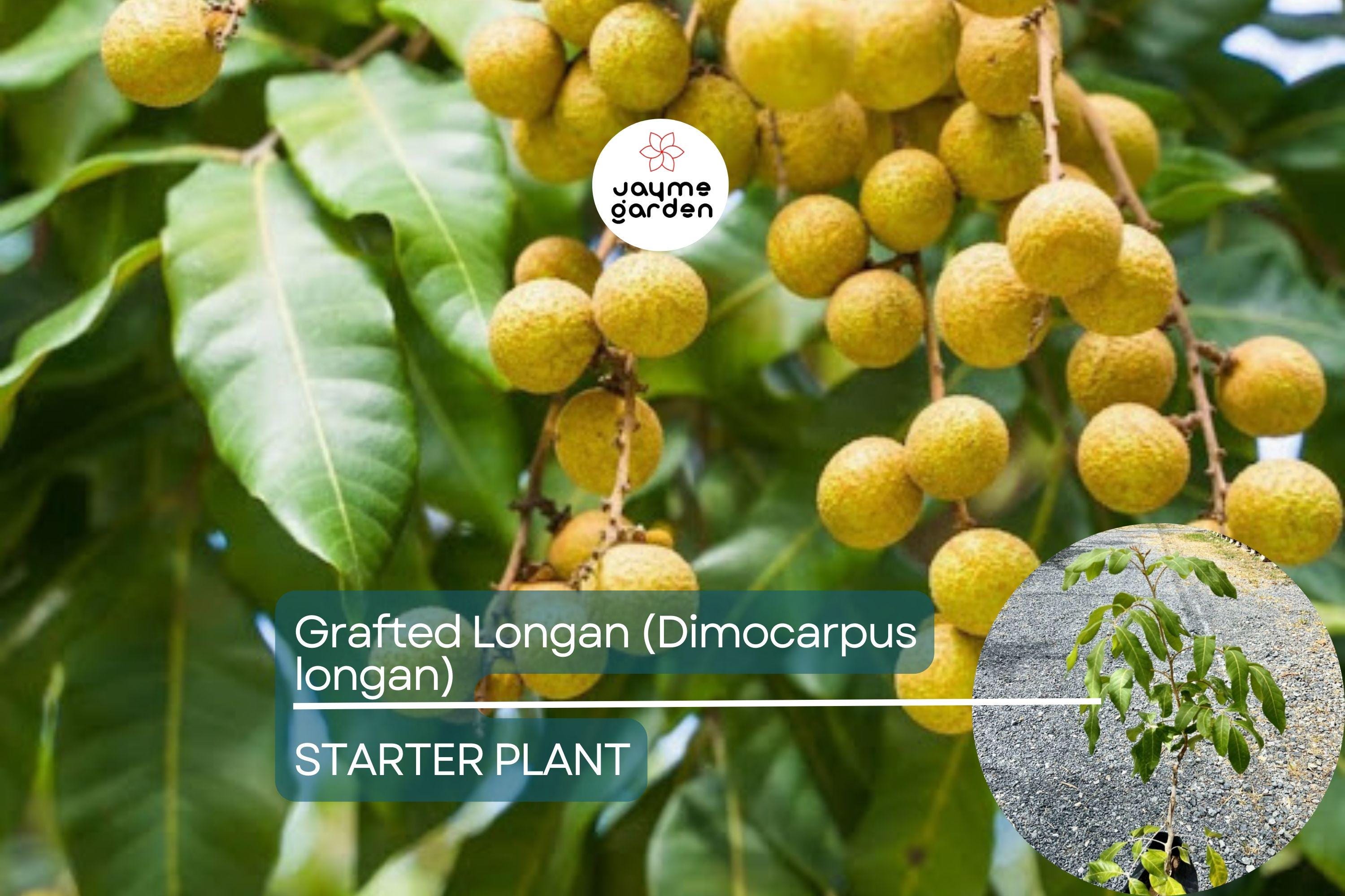 Grafted Longan Tree (Dimocarpus longan) Tropical Fruit Tree 12”-24” | Sweet, Juicy Dragon's Eye Fruit