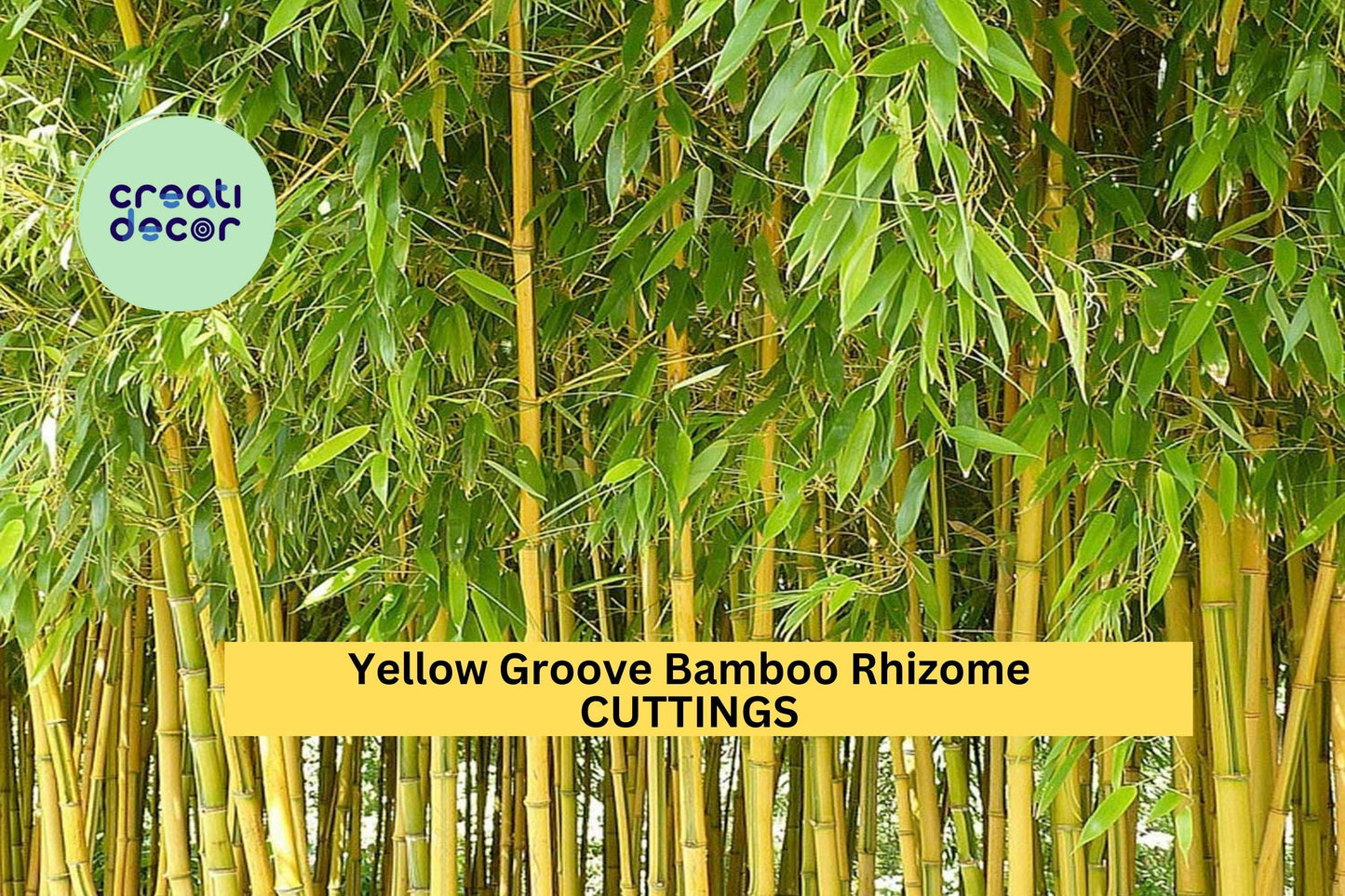 3 Yellow Groove Bamboo Rhizome Cuttings – Phyllostachys aureosulcata | Cold Hardy Bamboo for Zone 5+ | Fast-Growing Privacy Screen