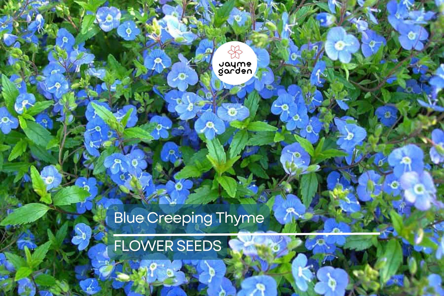 Blue Creeping Thyme Seeds - Non-GMO, Fragrant Ground Cover, Easy-Grow, Drought-Tolerant, Perfect for Rock Gardens, 300 Seeds