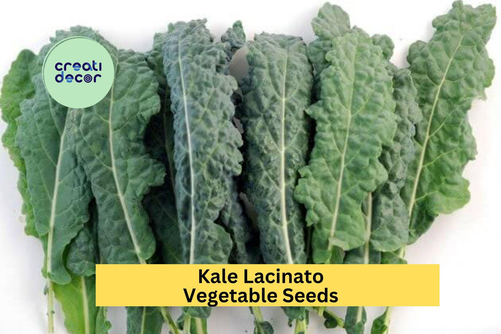 3pcs of 1g Lacinato Kale Seeds – Dinosaur Kale Variety for Garden Growing, Juicing, Cooking, or Salad Greens Seeds for Planting