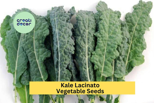 3pcs of 1g Lacinato Kale Seeds – Dinosaur Kale Variety for Garden Growing, Juicing, Cooking, or Salad Greens Seeds for Planting
