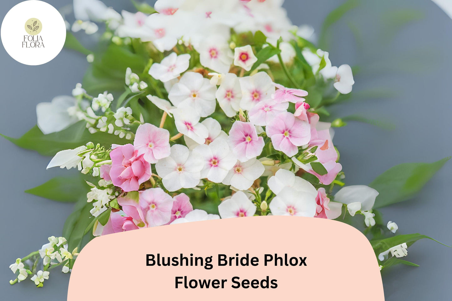 100+ Blushing Bride Phlox Seeds – Phlox paniculata, Soft Pink Perennial Garden Flowers