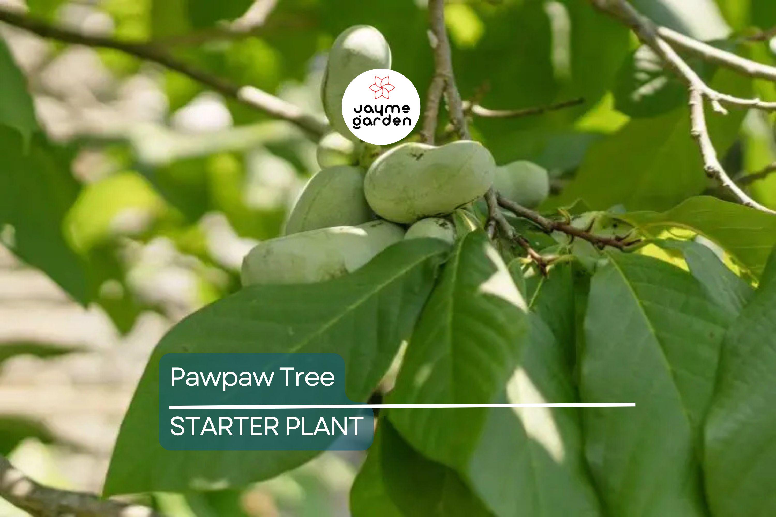 Pawpaw Tree – 1-2 Ft Tall | Live Fruit Tree | Edible Fruits | Cold Hardy | Ready to Plant | Full Sun | Perfect for Home Gardens