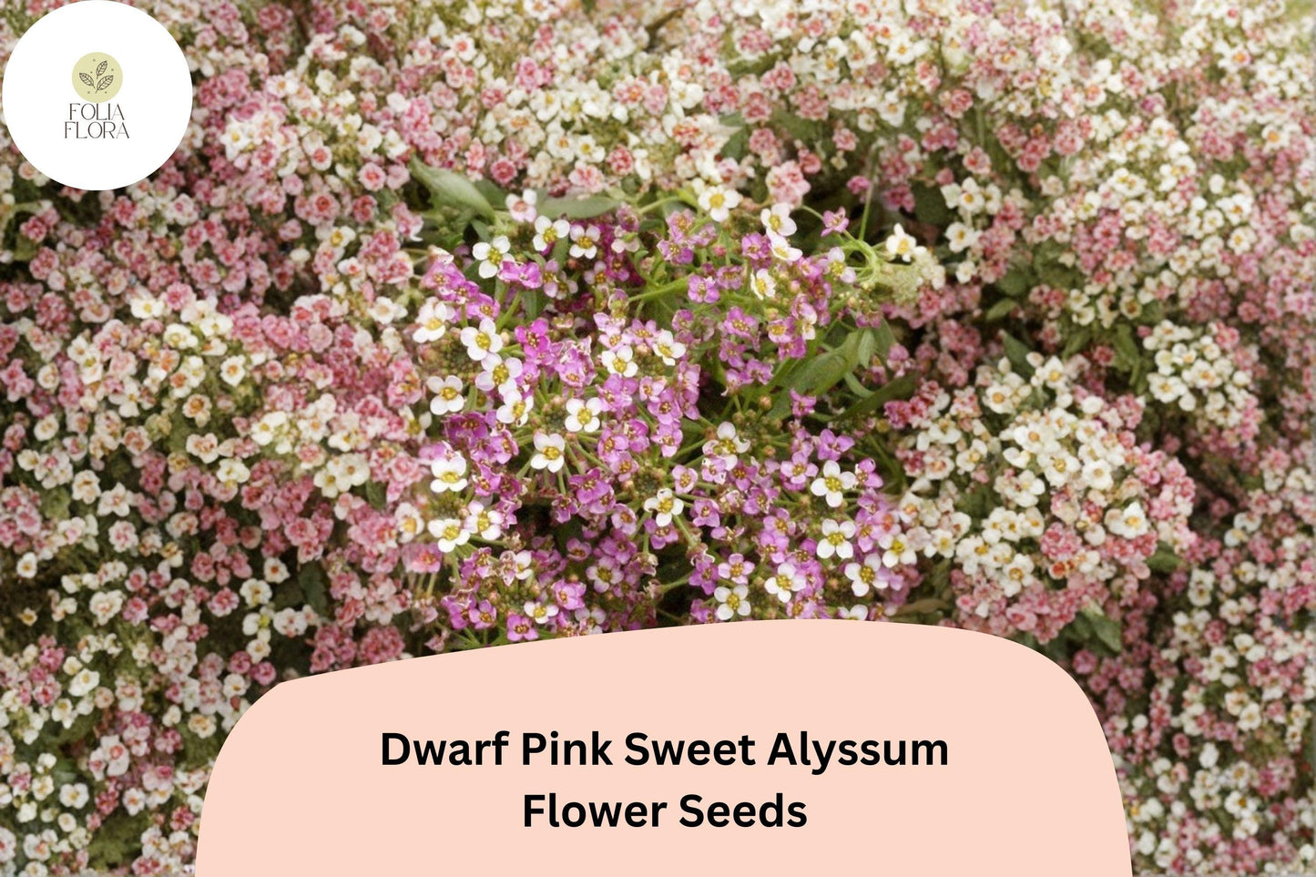 Dwarf Pink Sweet Alyssum Seeds – 100 Lobularia maritima | Fragrant Low-Growing Garden Flowers