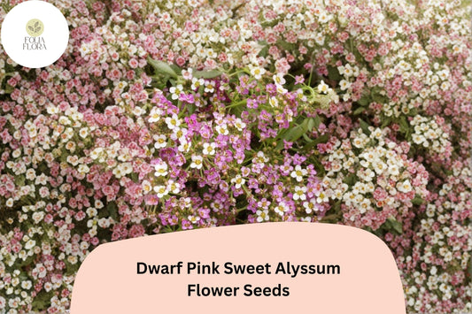 Dwarf Pink Sweet Alyssum Seeds – 100 Lobularia maritima | Fragrant Low-Growing Garden Flowers