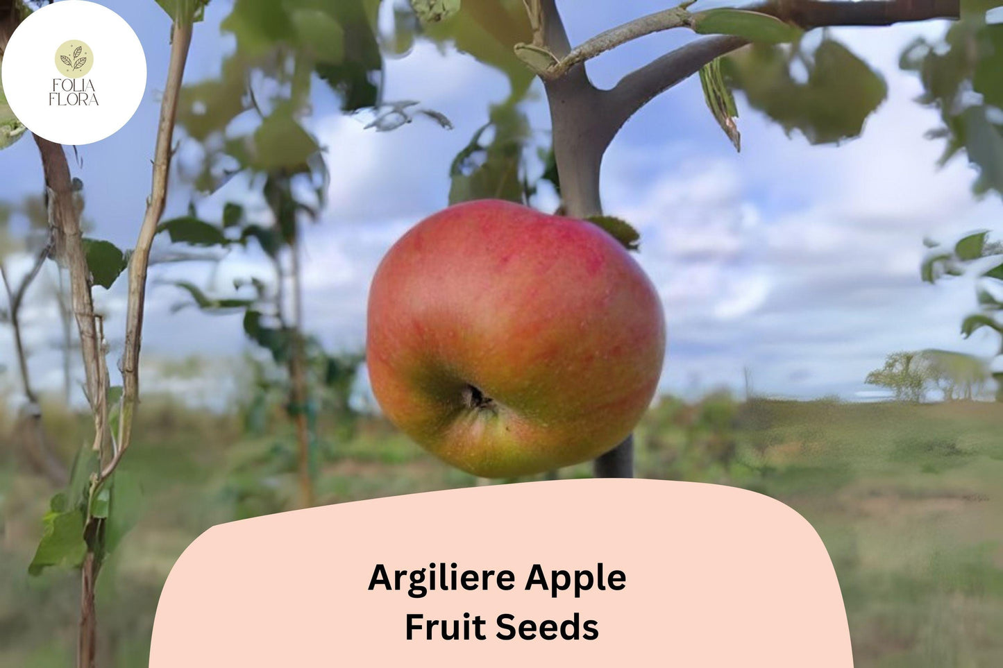25+ Argilière Apple Seeds | Rare French Heirloom | Malus domestica | Grow Unique Orchard Apple