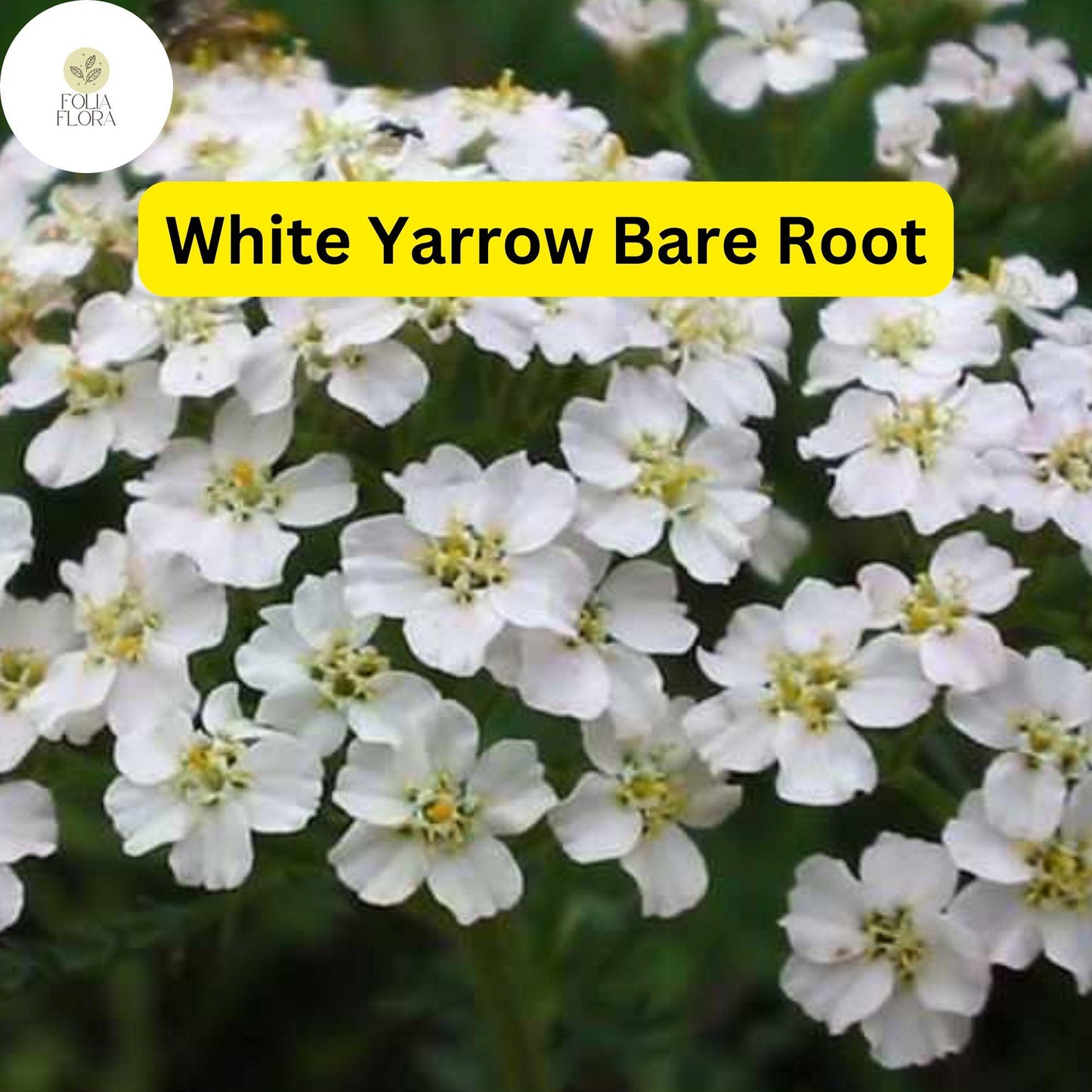 1 White Yarrow, Achillea millefolium, Perennial Bare Root Live Garden Plant
