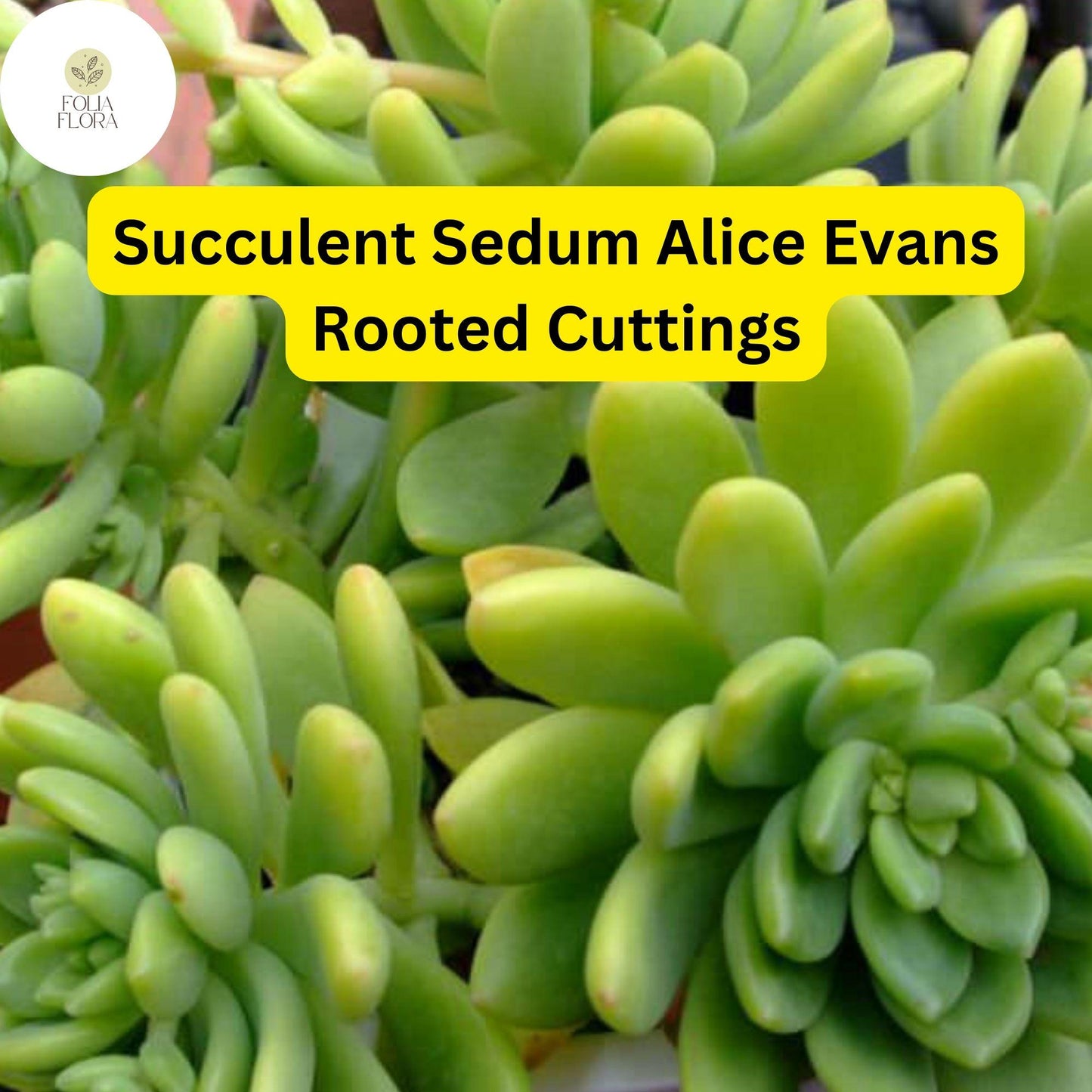 5 Live Plant Cuttings Sedum ‘Alice Evans’ Succulent | Stonecrop Variety | Compact Growth & Creamy Green Foliage