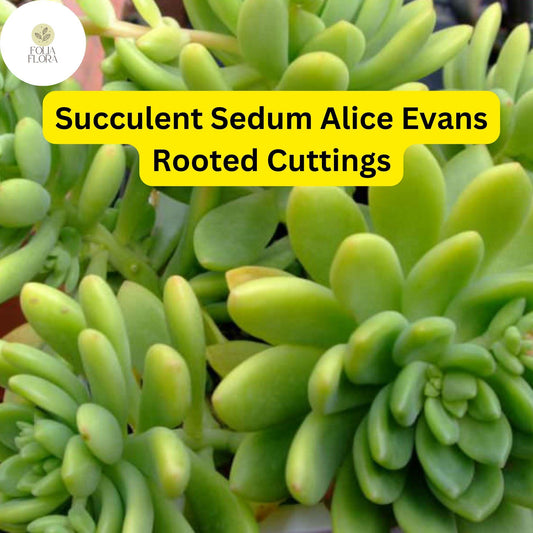 5 Live Plant Cuttings Sedum ‘Alice Evans’ Succulent | Stonecrop Variety | Compact Growth & Creamy Green Foliage