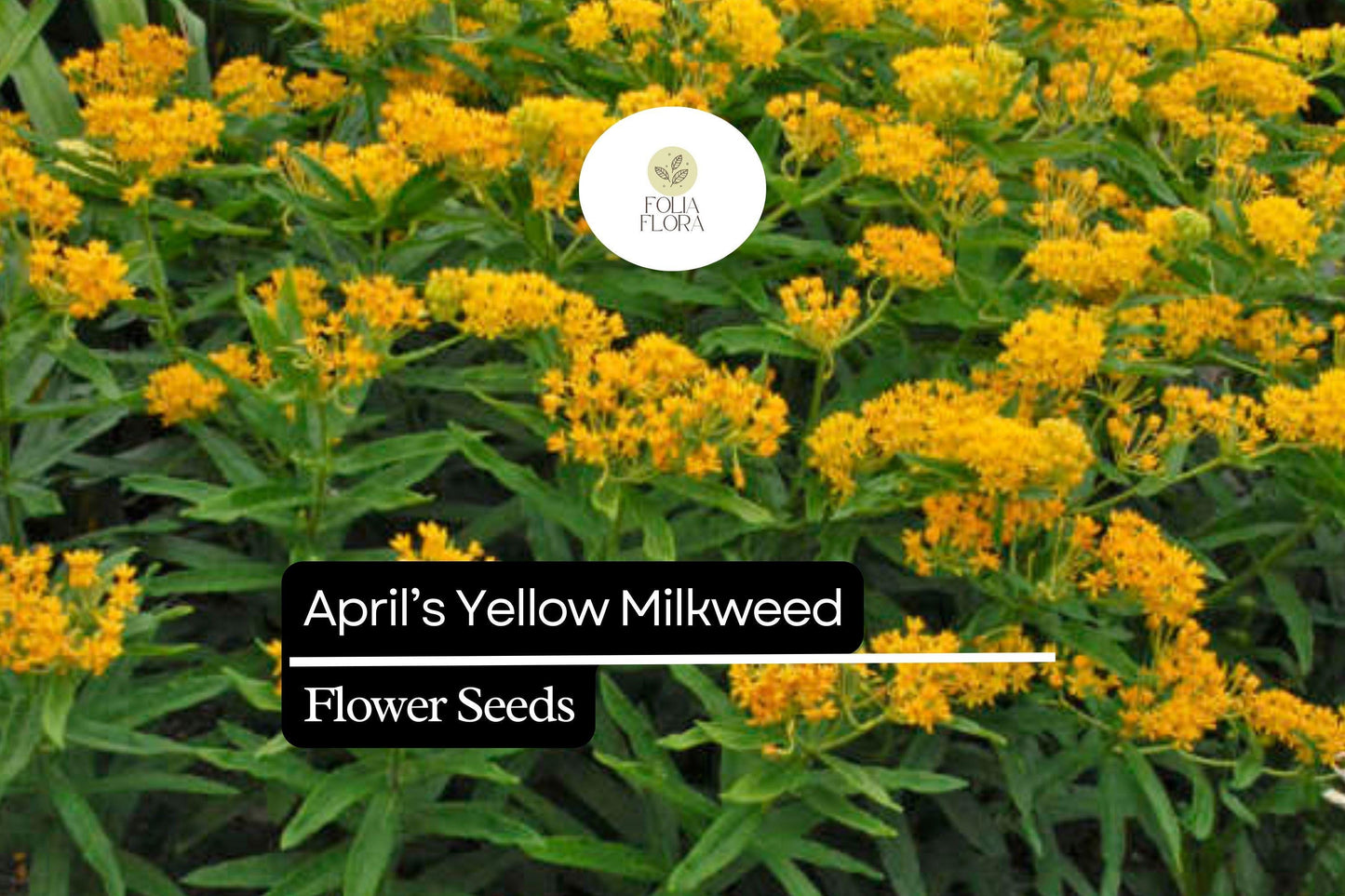 15 Seeds April's Yellow Milkweed (Asclepias spp.) | Bright Yellow Blooms | Monarch Host Plant | Pollinator-Friendly Wildflower