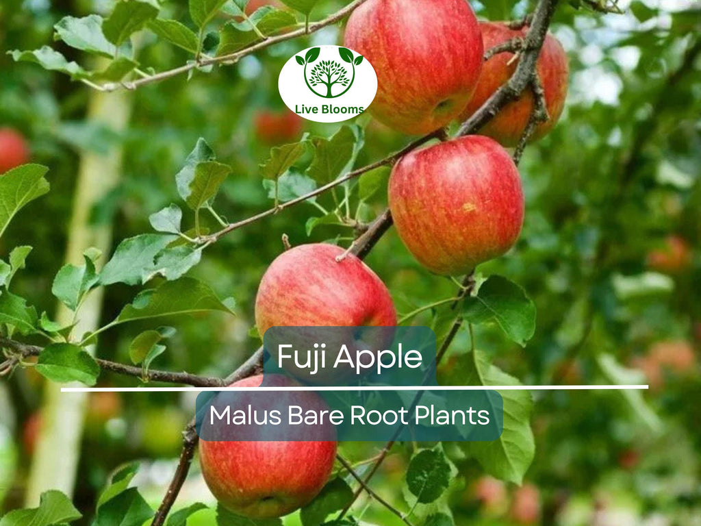 1 Fuji Apple Tree – Live Bare Root Fruit Tree (12–15") – Crisp, Sweet Apples – Cold Hardy, Self-Fertile, Great for Backyard Orchards