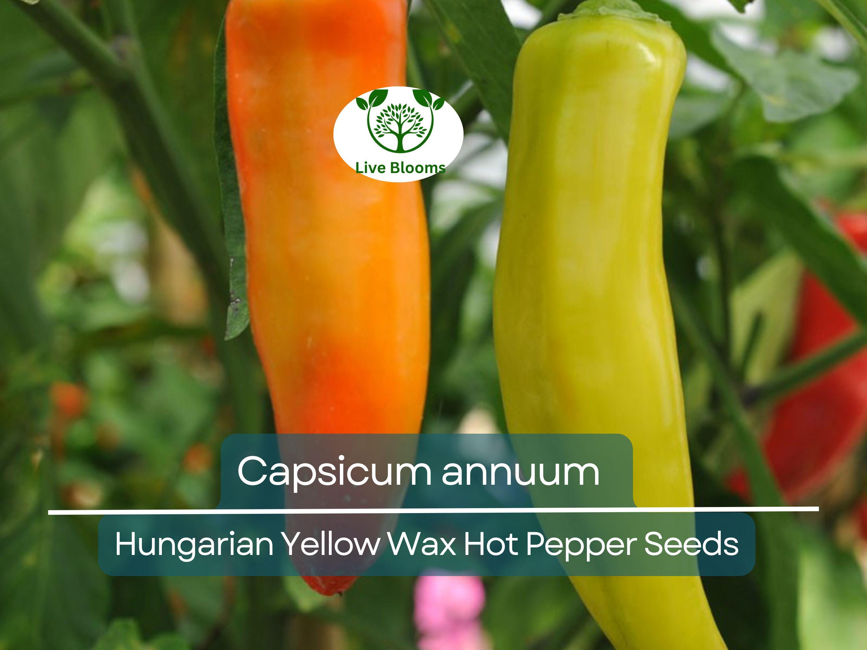 30 Seeds Hungarian Yellow Wax Hot Pepper – Capsicum annuum | Heirloom Pepper for Planting, Gardening & Spicy Harvests