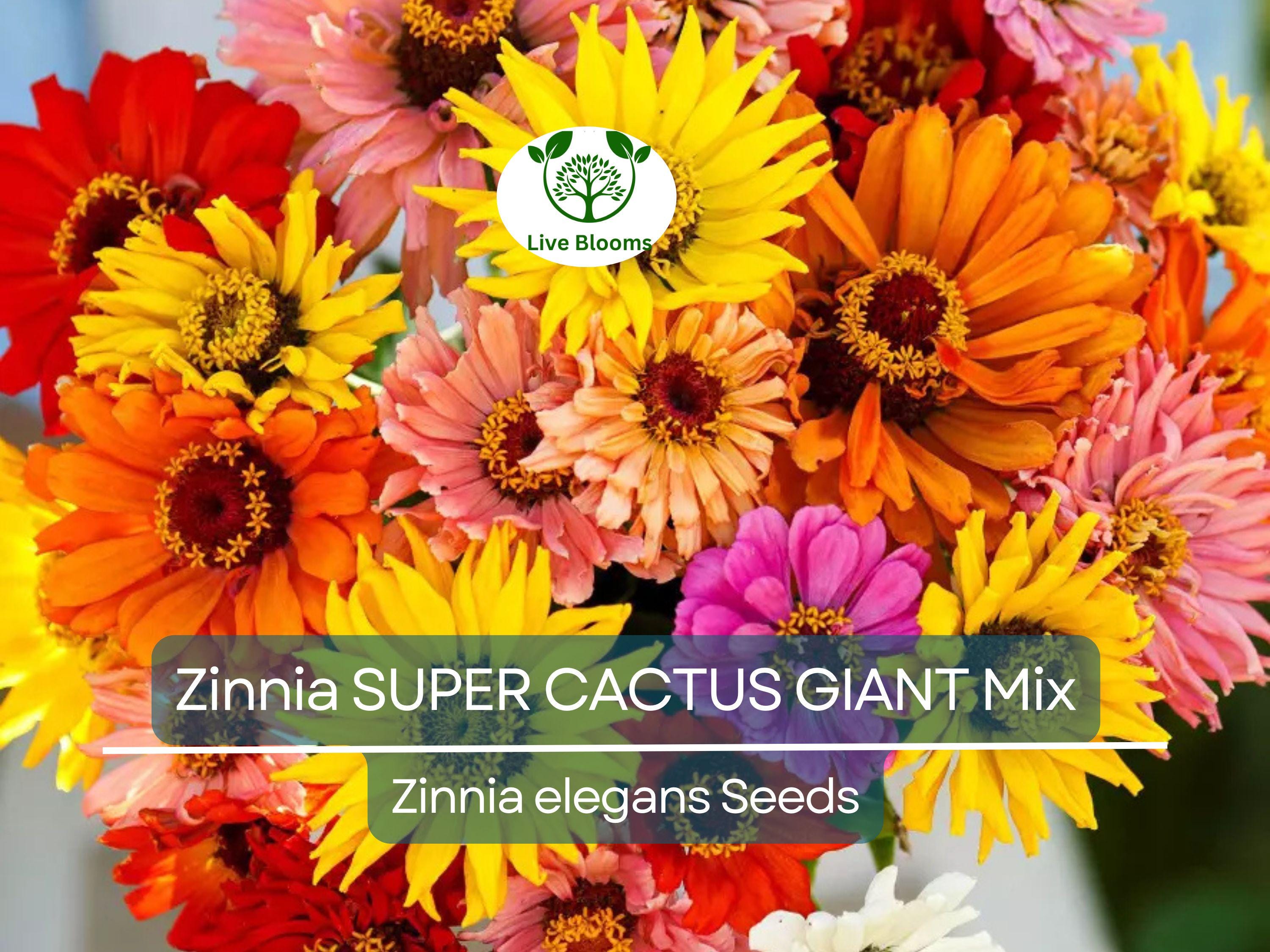 100 Seeds Zinnia SUPER CACTUS Giant Mix, Non-GMO, Huge Blooms, Butterflies, Vibrant Garden Flowers, Easy to Grow, Annual Flowers