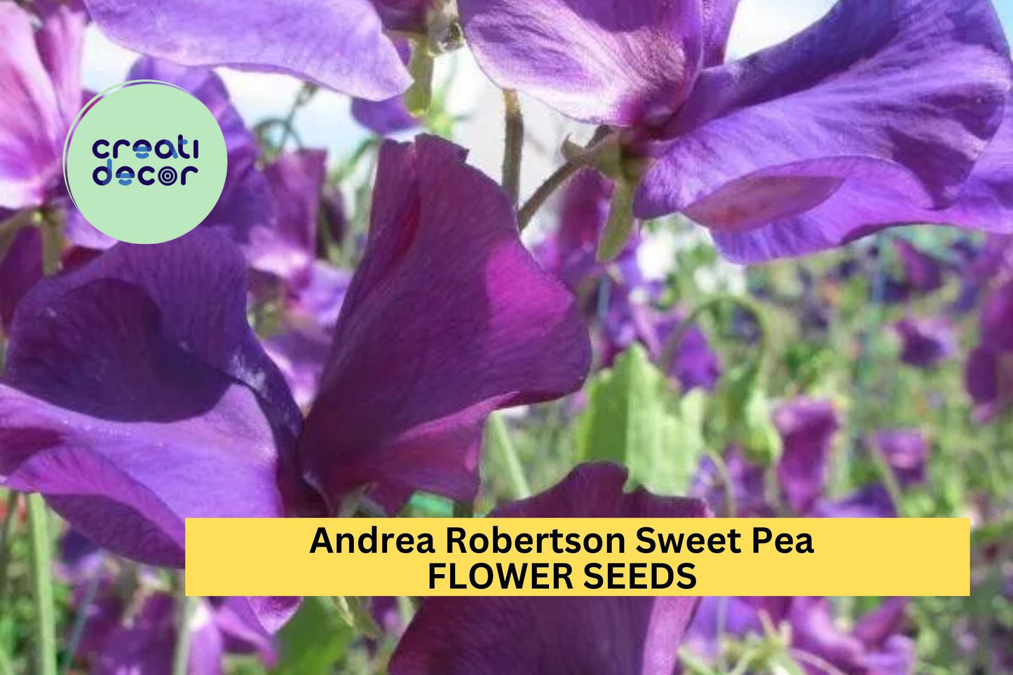 Andrea Robertson Sweet Pea Seeds – 50+ Rich Rose-Pink Blooms – Climbing Flower Vine for Bouquets, Trellises & Cottage Gardens – USA