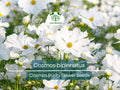 1 Gram Seeds Cosmos Purity for Planting | Cosmos bipinnatus Elegant White Annual Flower for Gardens, Pollinator Habitats & Landscaping