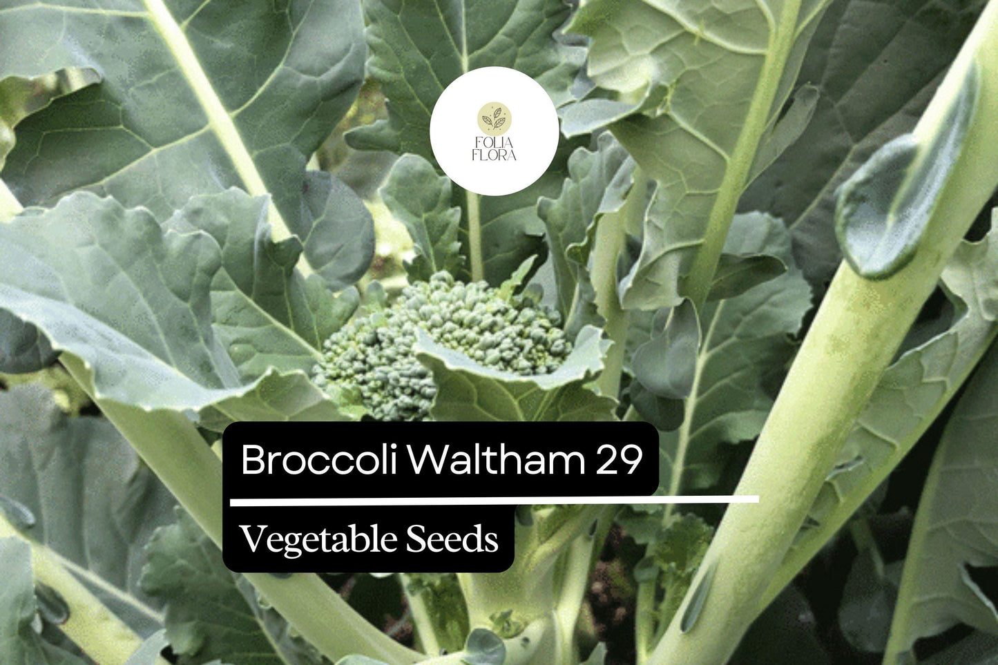 500 Waltham 29 Broccoli Seeds – Brassica oleracea – Heirloom, Cold-Hardy, High-Yield, Sweet & Tender