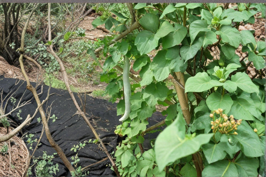 Snake Gourd/Lagenaria siceraria – 10 Seeds | Edible & Ornamental Gourd | Extra-Long Curved Fruits | Traditional Asian Vegetable