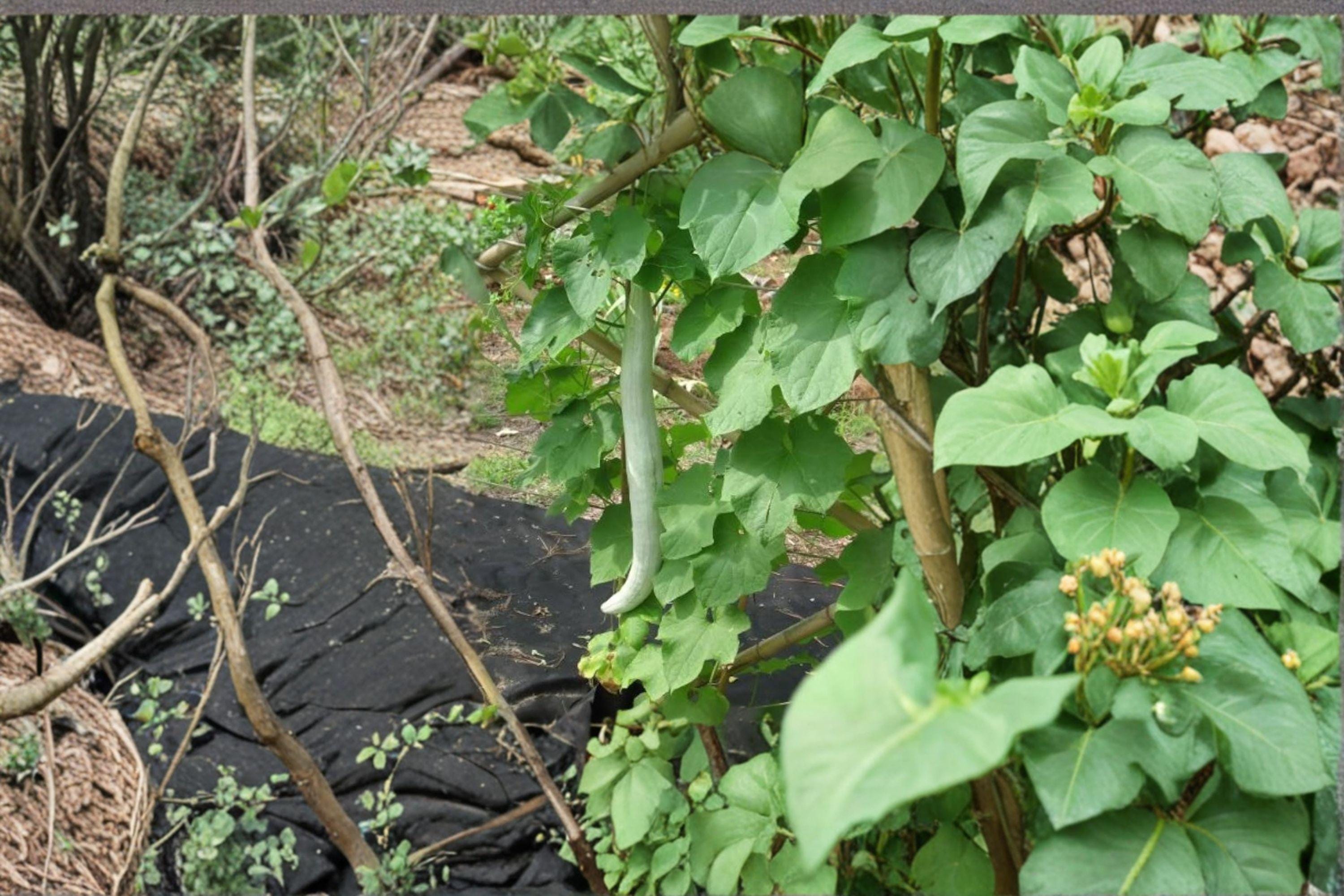 Snake Gourd/Lagenaria siceraria – 10 Seeds | Edible & Ornamental Gourd | Extra-Long Curved Fruits | Traditional Asian Vegetable