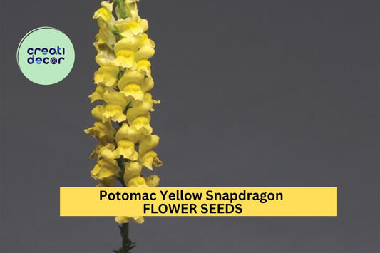 1000+ Potomac Yellow Snapdragon Seeds – Tall Soft Yellow Spikes for Garden Planting, Cut Flowers & Pollinator-Friendly Beds – USA