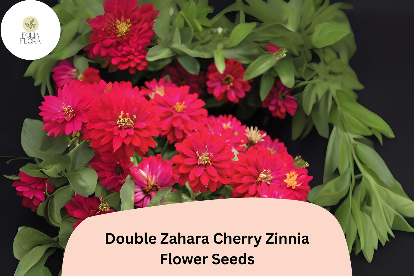 100+ Double Zahara Cherry Zinnia Seeds | Bright Red-Pink Flowers | Easy Annual Garden Blooms | Heat & Drought Tolerant