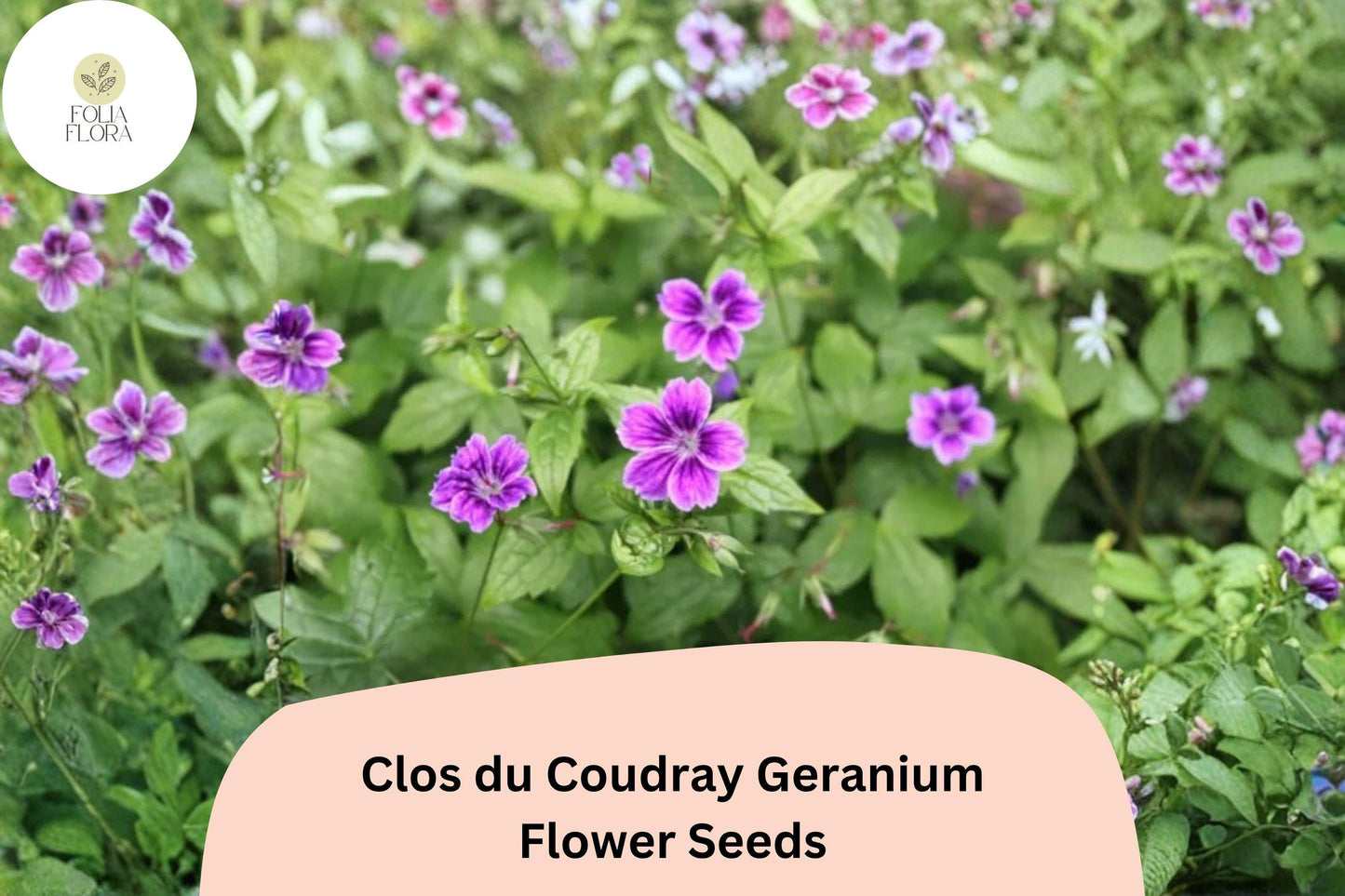 25+ Clos du Coudray Geranium Seeds | Purple Hardy Cranesbill | Perennial Ground Cover Flower for Garden Borders