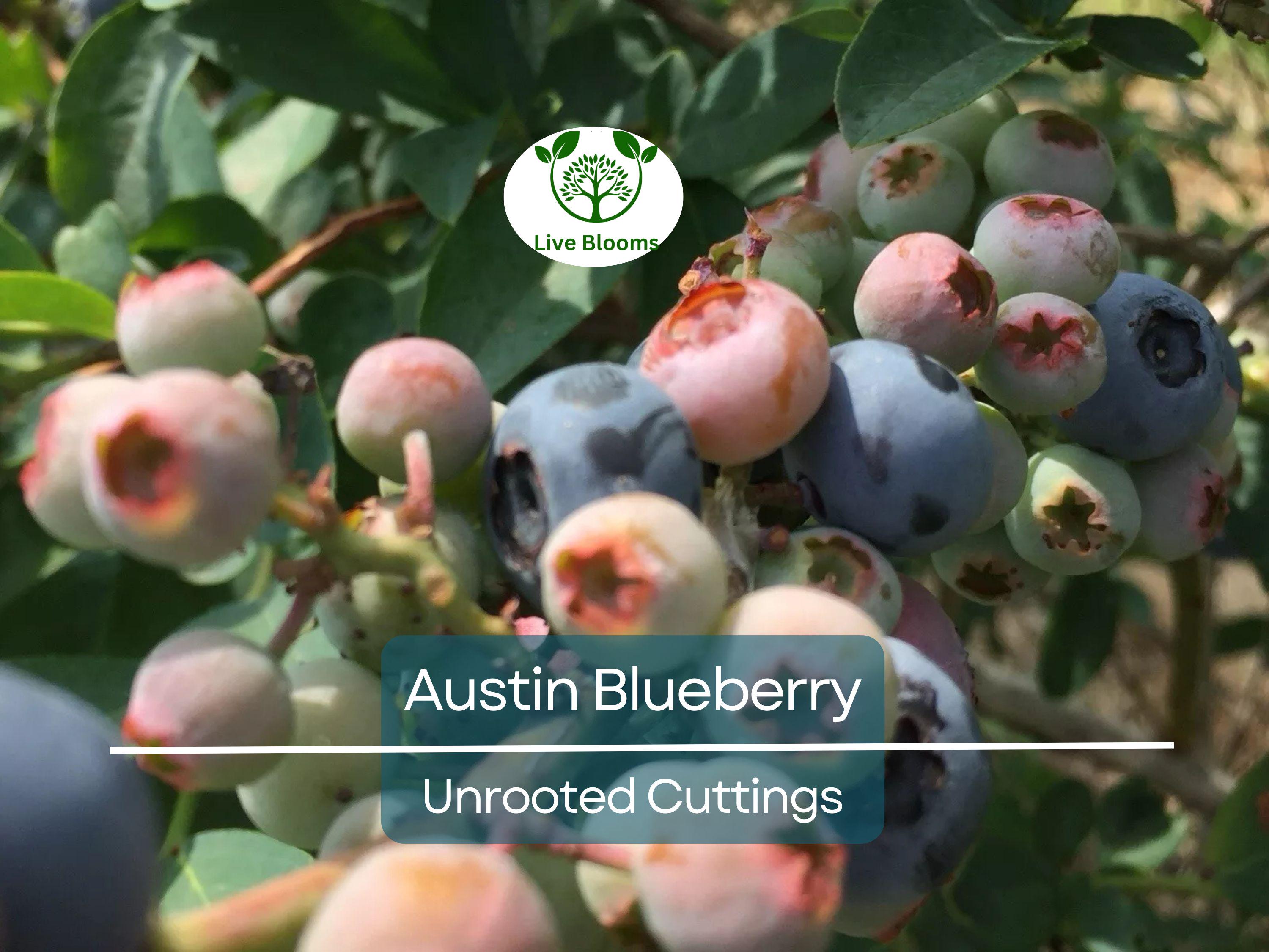 5 Austin Blueberry Live Cuttings 5-8" Unrooted Scion Fruit Tree, DIY Food Grow, Healthy Blueberry Plant for Home Garden, Homegrown Berries
