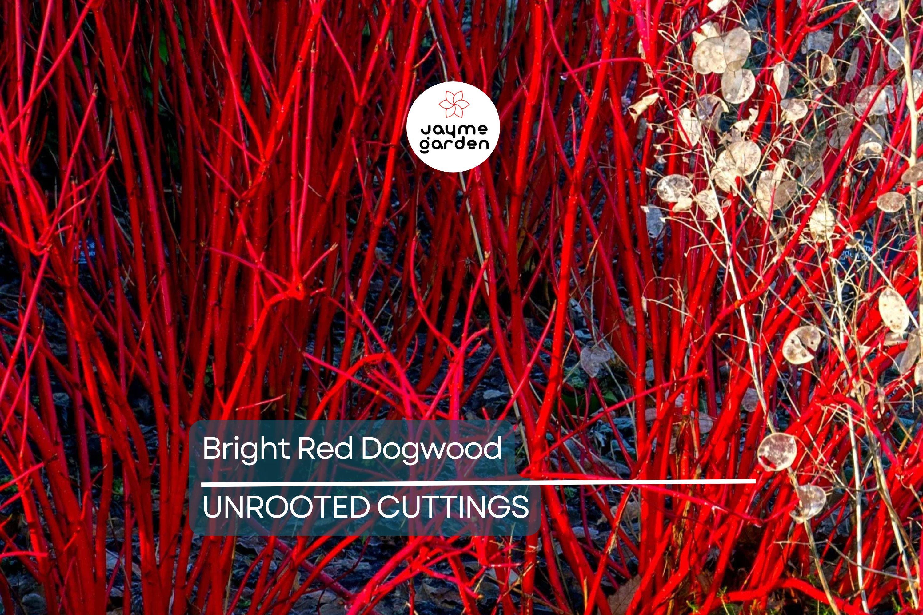 Bright Red Dogwood Cuttings (Cornus sericea) | Easy to Root | Stunning Red Stems | Live Privacy & Landscaping Shrub