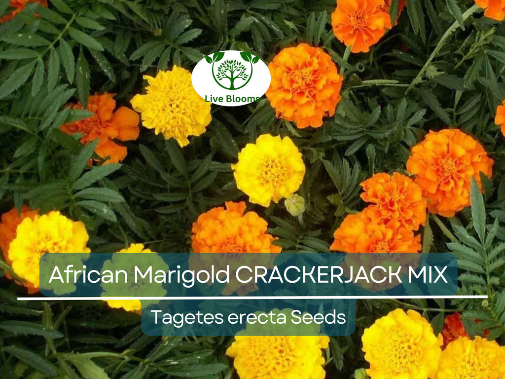250 African Marigold Seeds CRACKERJACK MIX – Tagetes erecta, Dia de los Muertos, Heirloom, Non-GMO, Vibrant Blooms