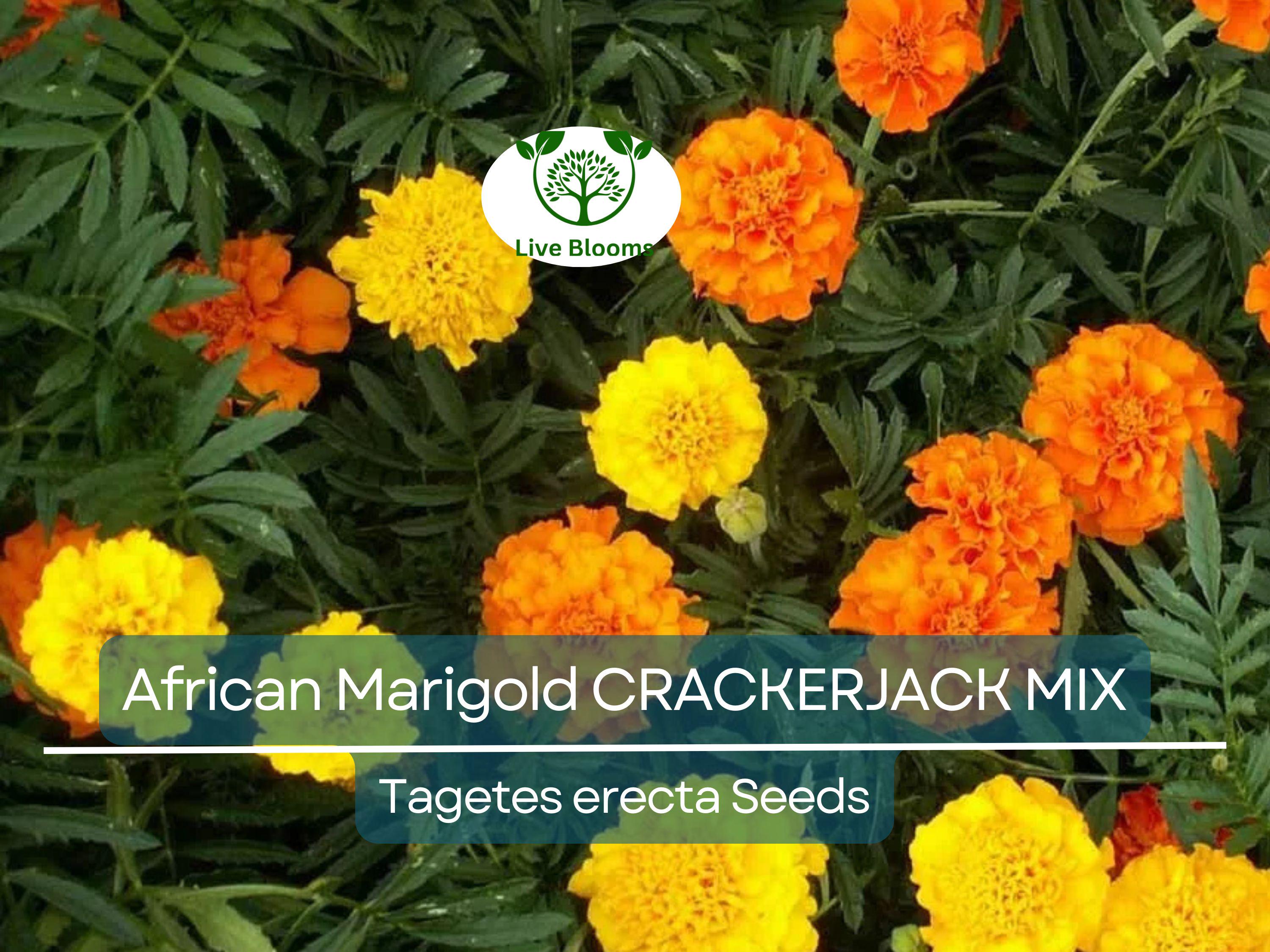 250 African Marigold Seeds CRACKERJACK MIX – Tagetes erecta, Dia de los Muertos, Heirloom, Non-GMO, Vibrant Blooms